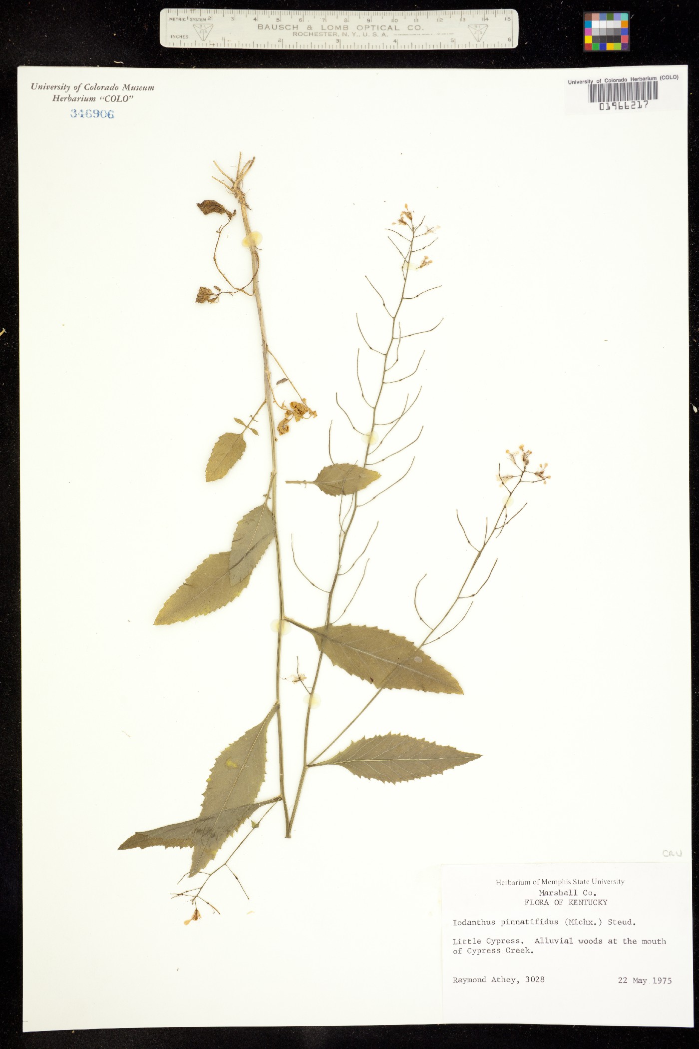 Iodanthus image