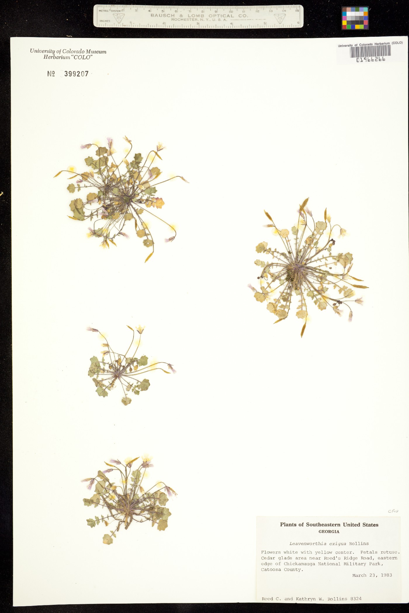 Leavenworthia exigua image