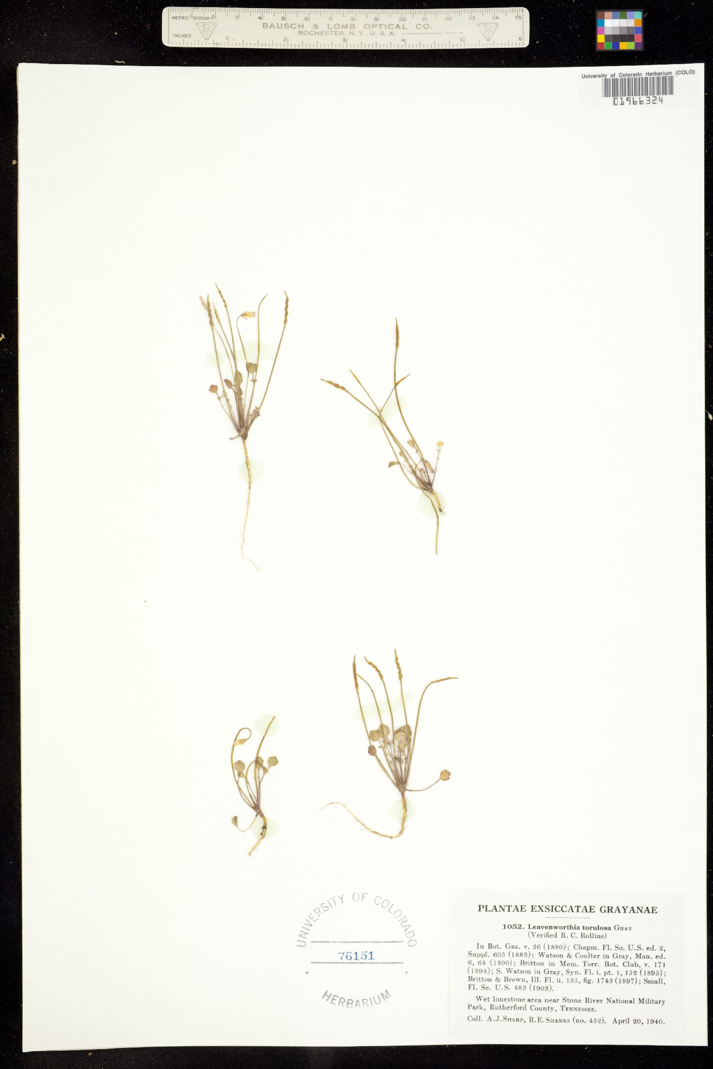 Leavenworthia image