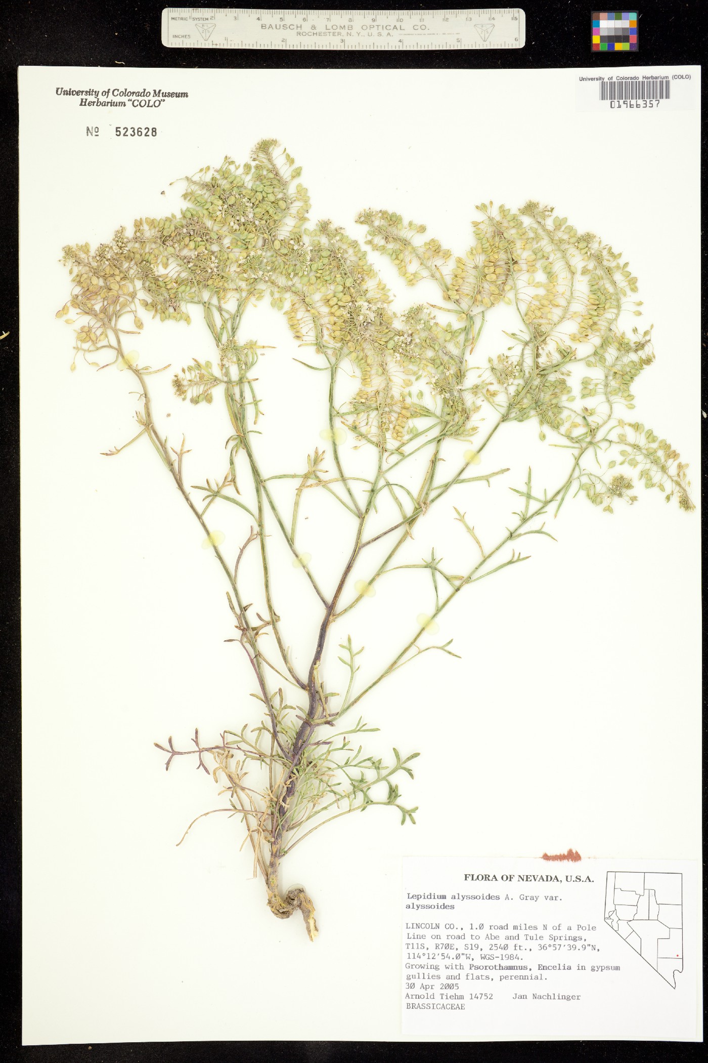 Lepidium alyssoides image