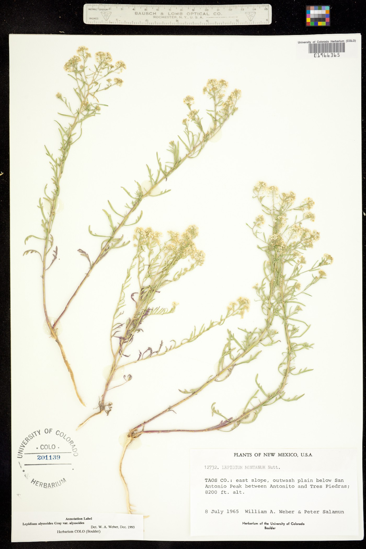 Lepidium image