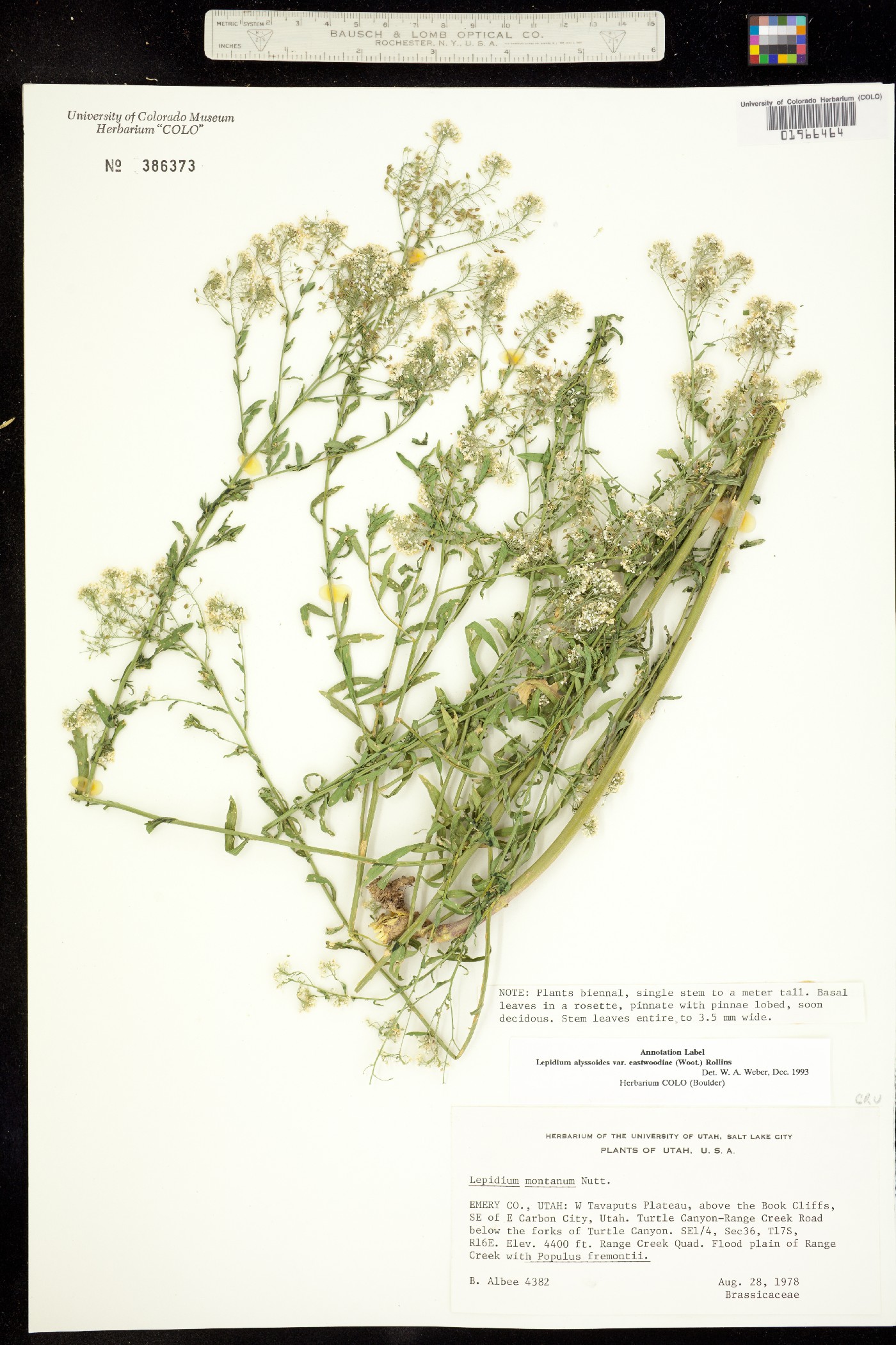 Lepidium eastwoodiae image