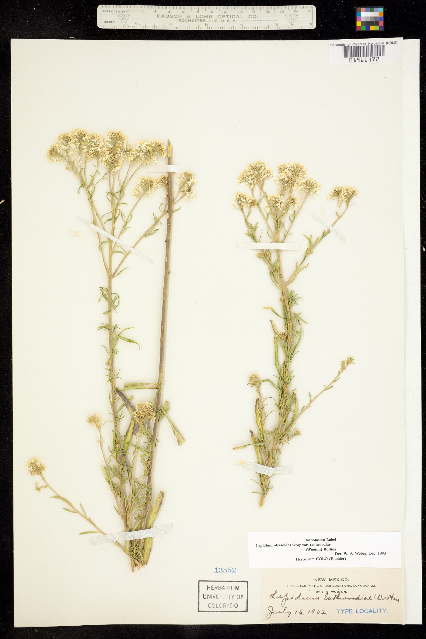 Lepidium eastwoodiae image