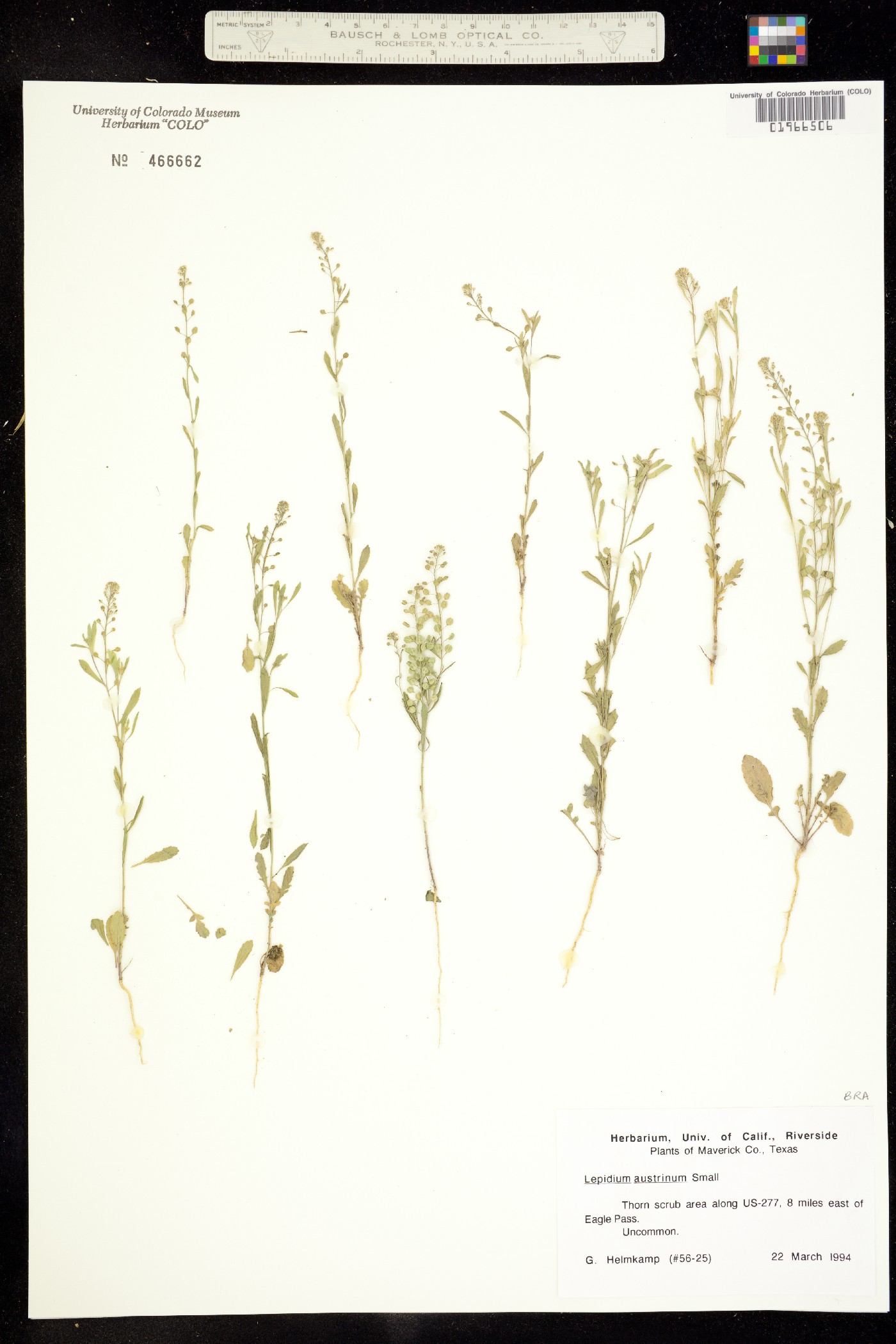 Lepidium austrinum image