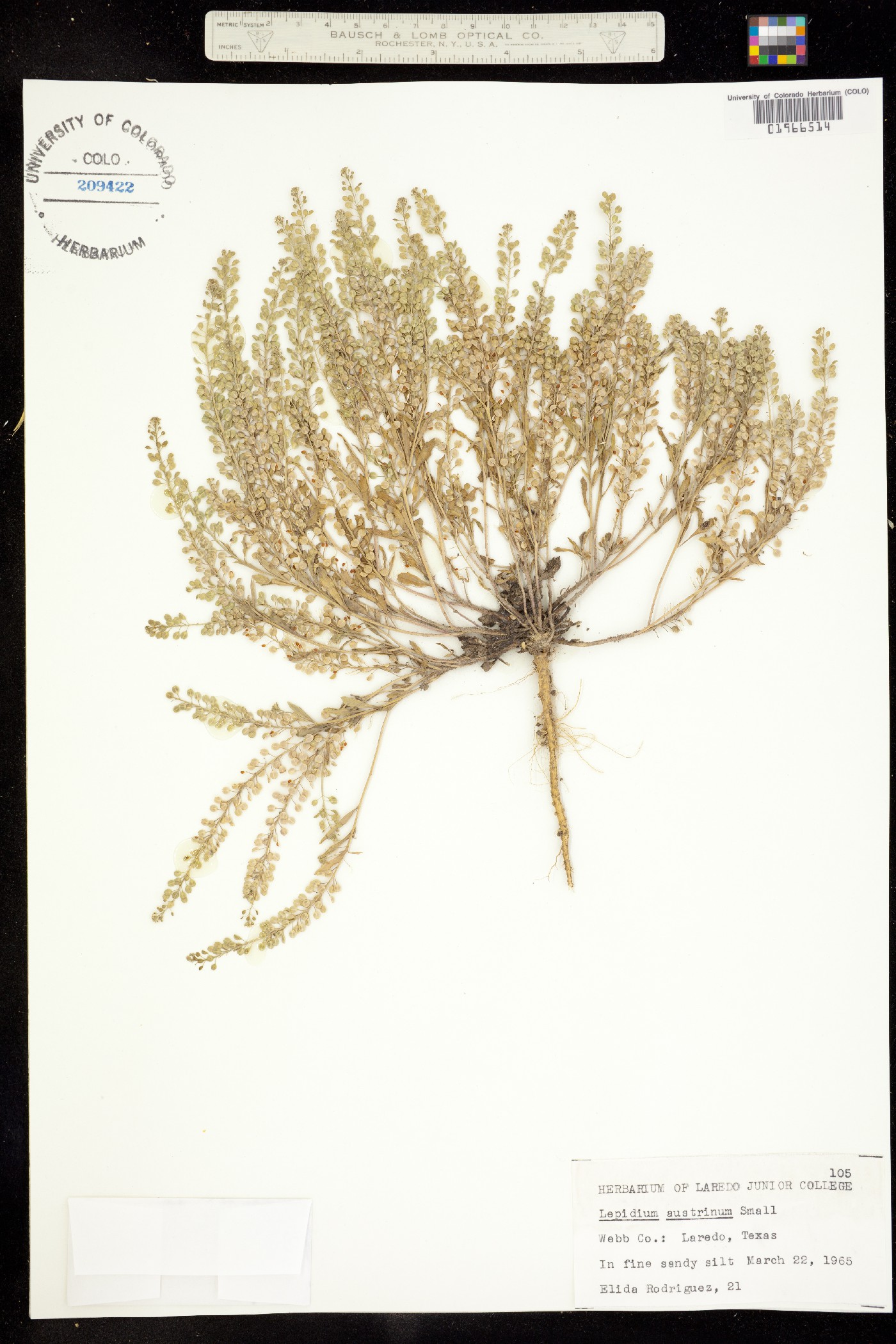 Lepidium austrinum image