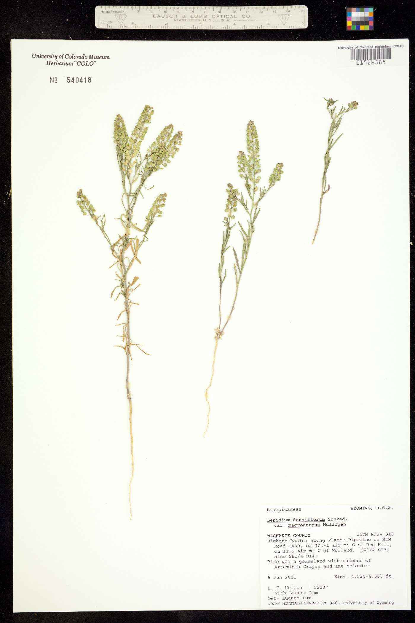 Lepidium densiflorum image