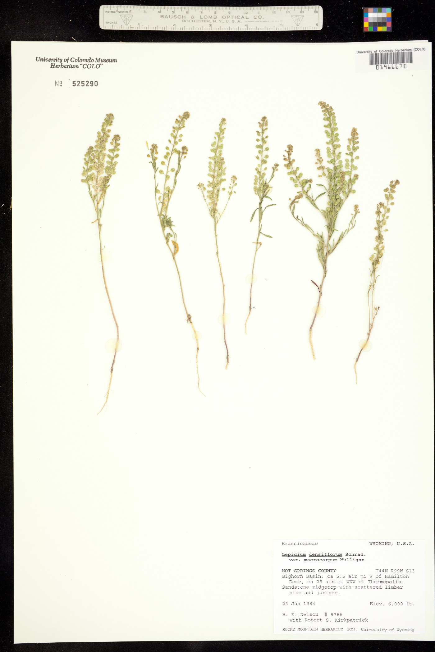 Lepidium densiflorum image