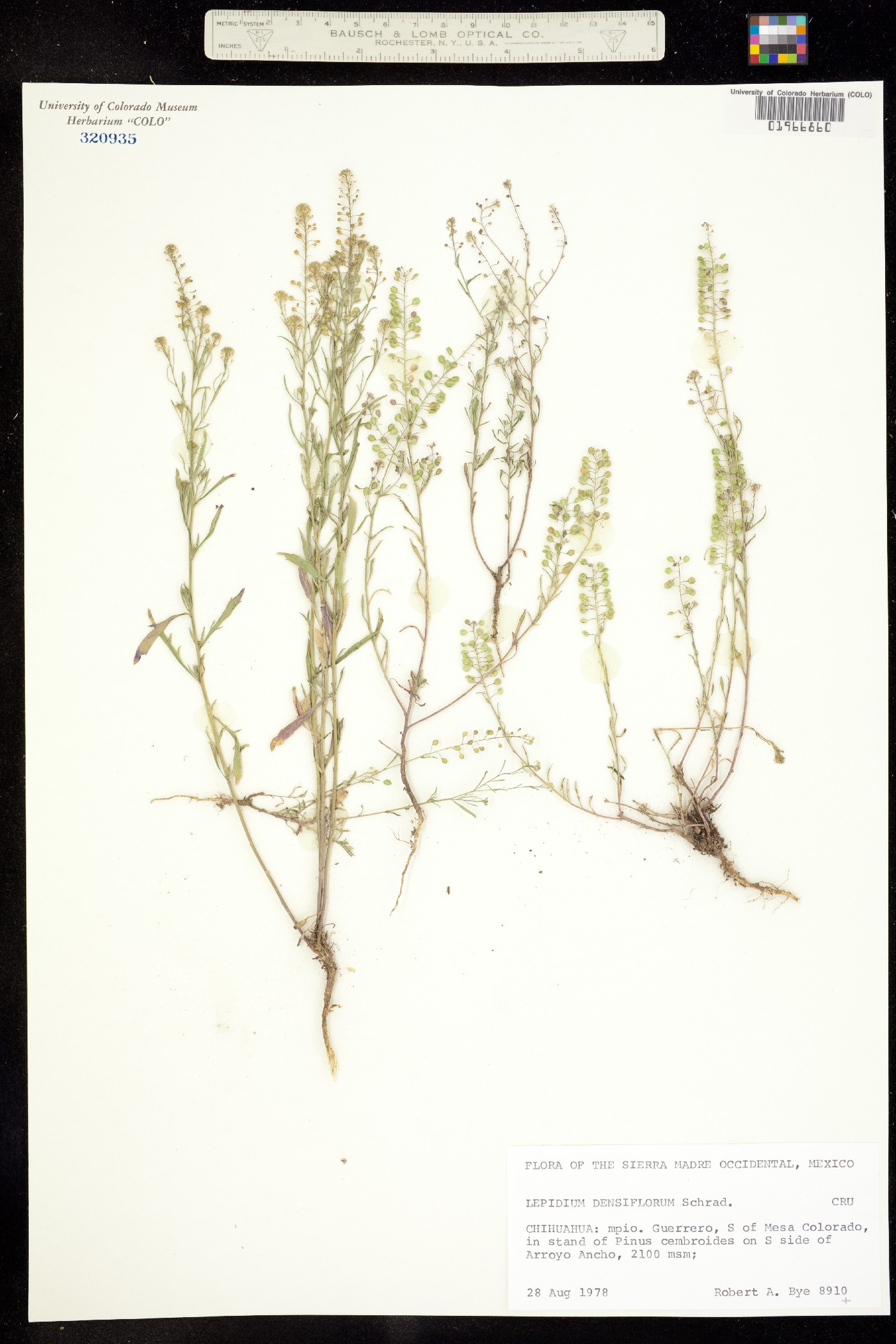 Lepidium densiflorum image