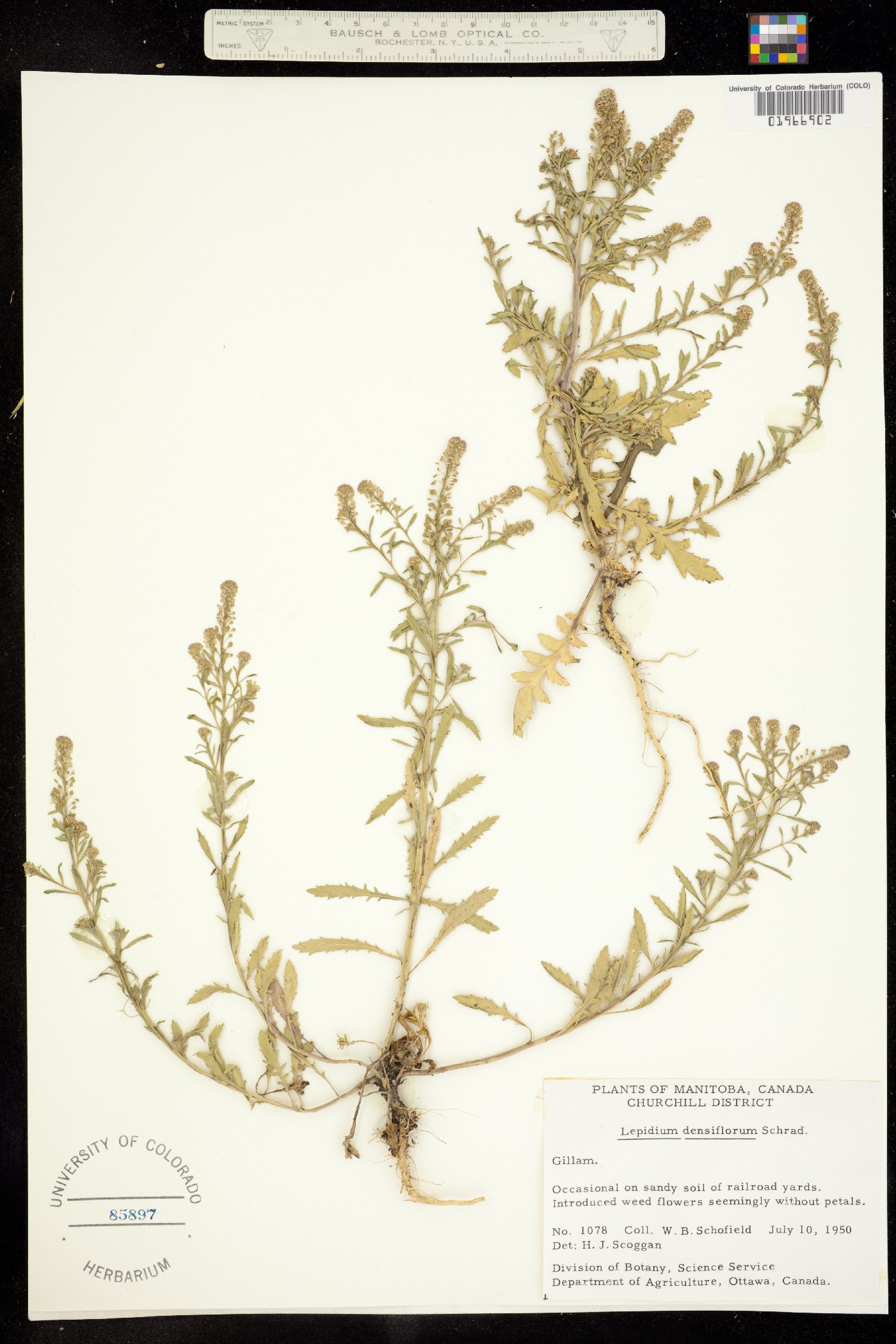 Lepidium image