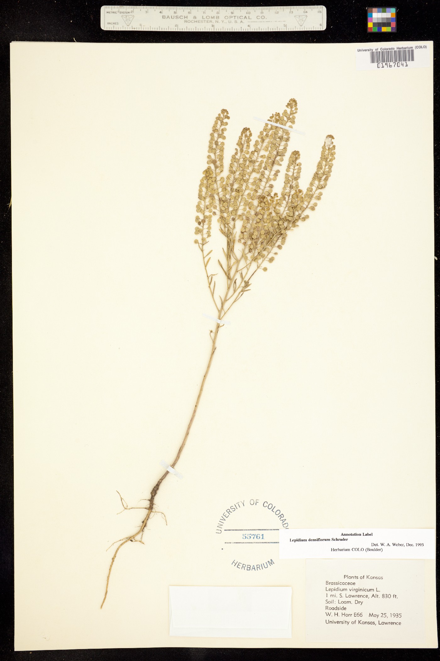 Lepidium densiflorum image
