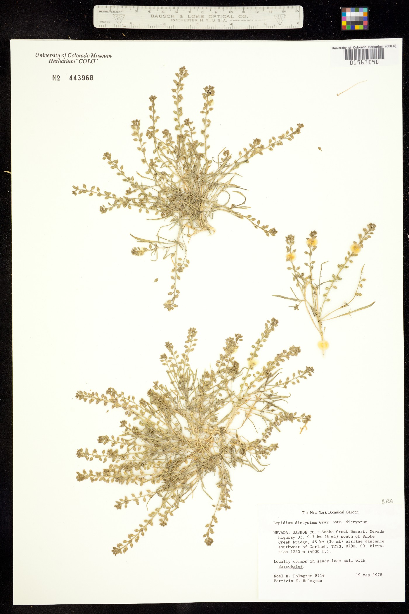 Lepidium dictyotum image