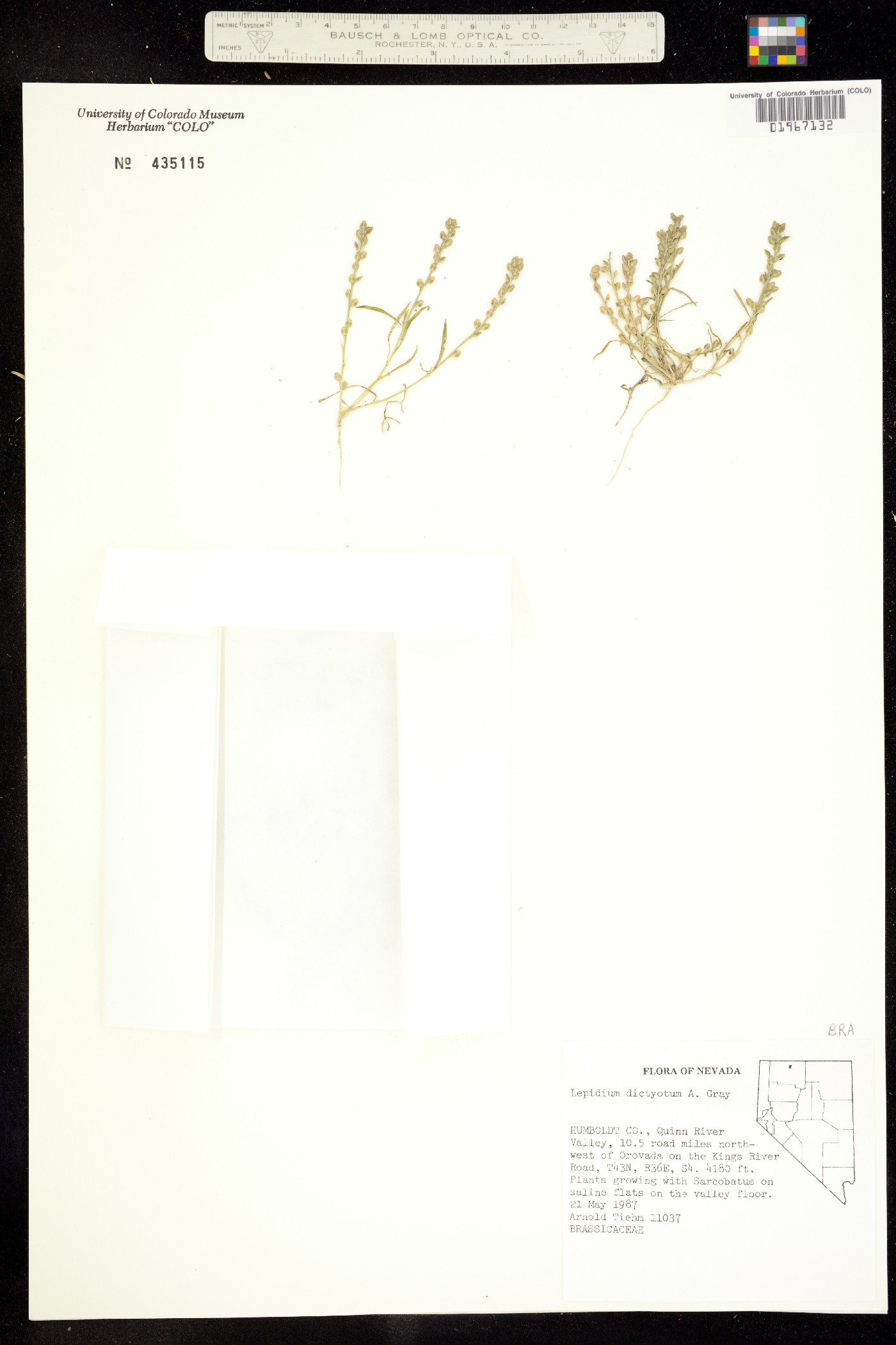 Lepidium dictyotum image