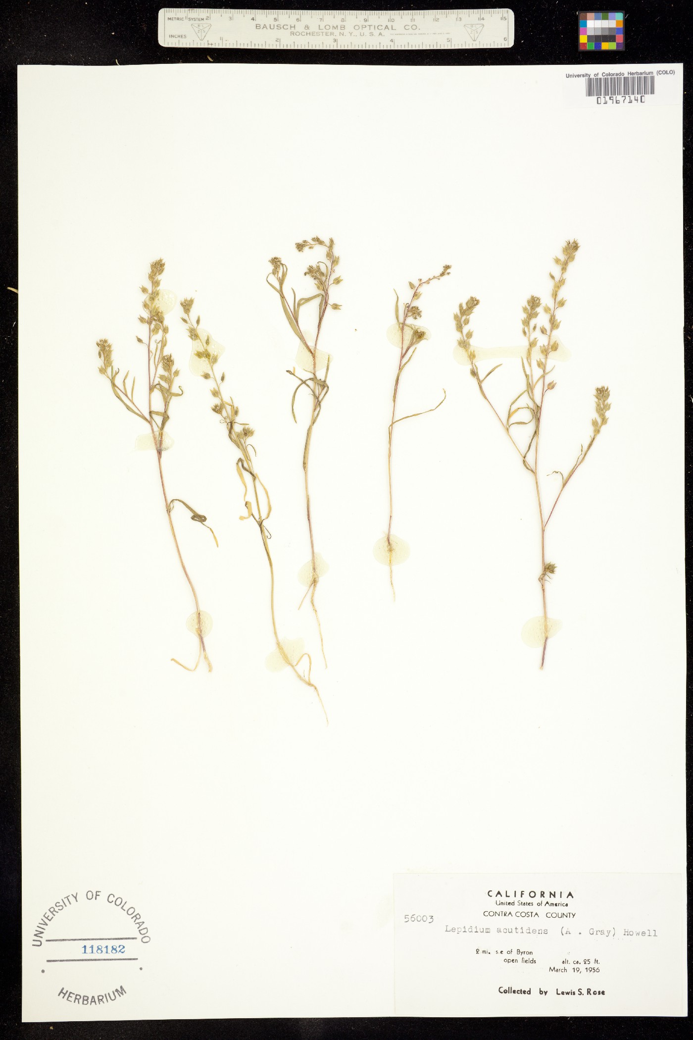 Lepidium dictyotum image