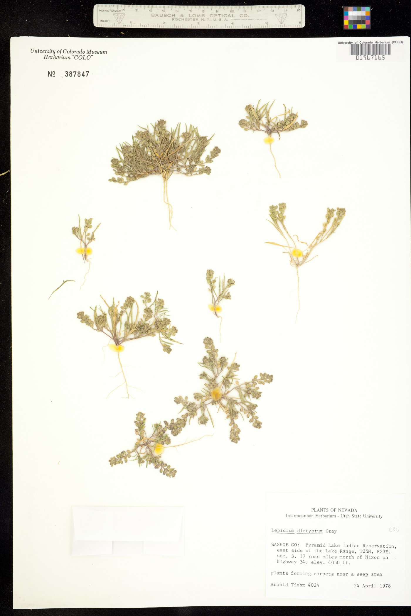 Lepidium dictyotum image