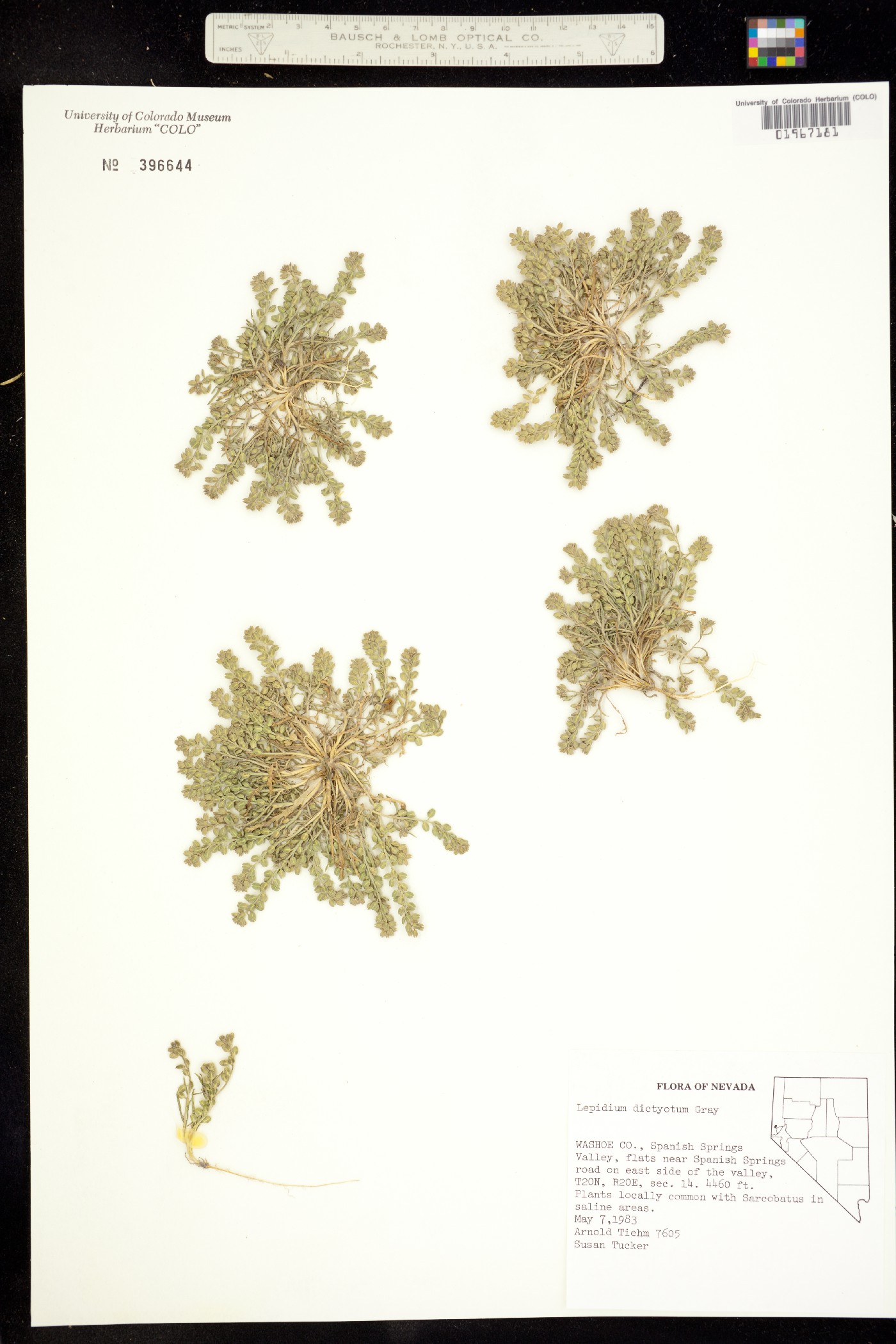 Lepidium dictyotum image