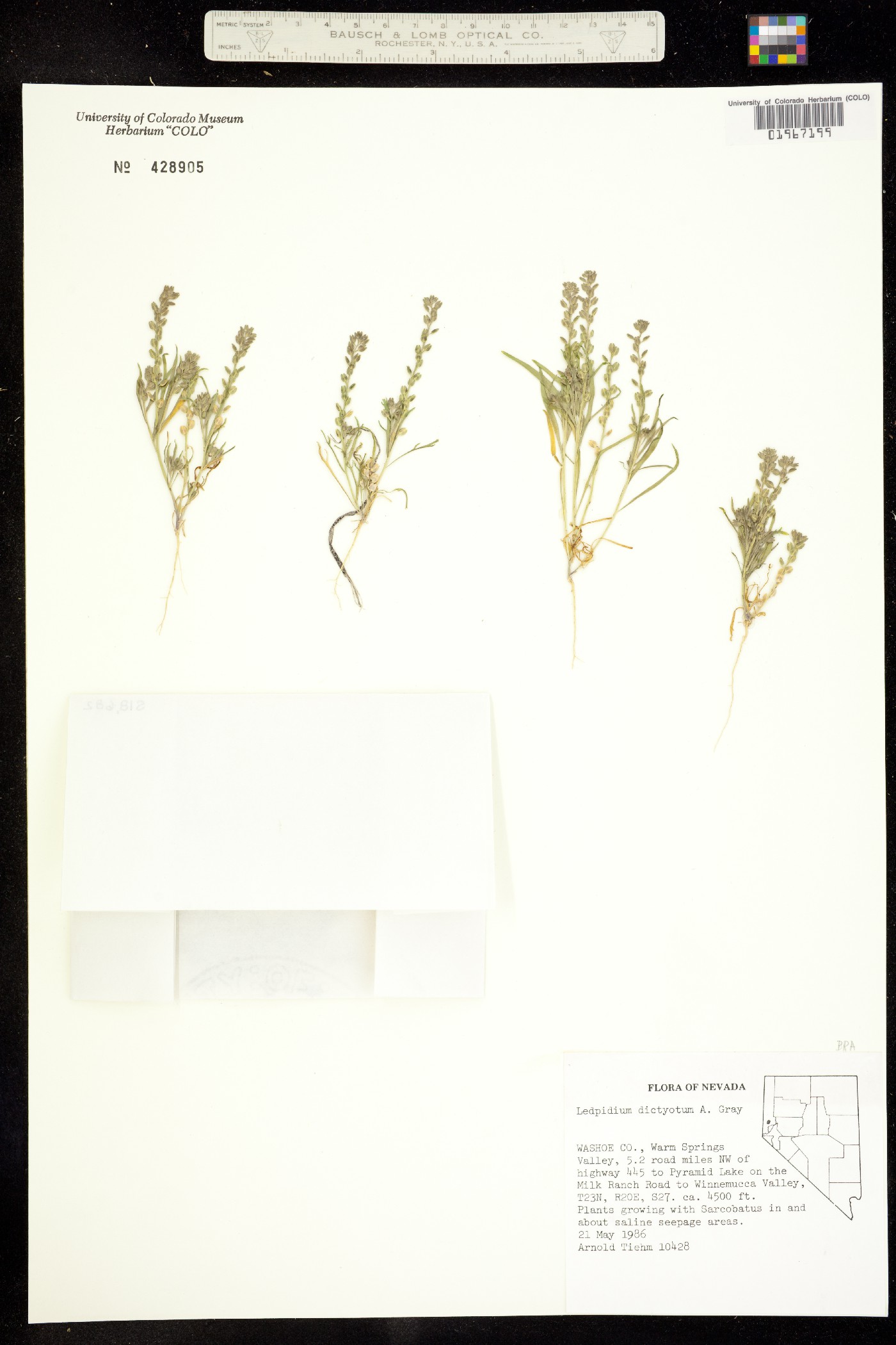 Lepidium dictyotum image