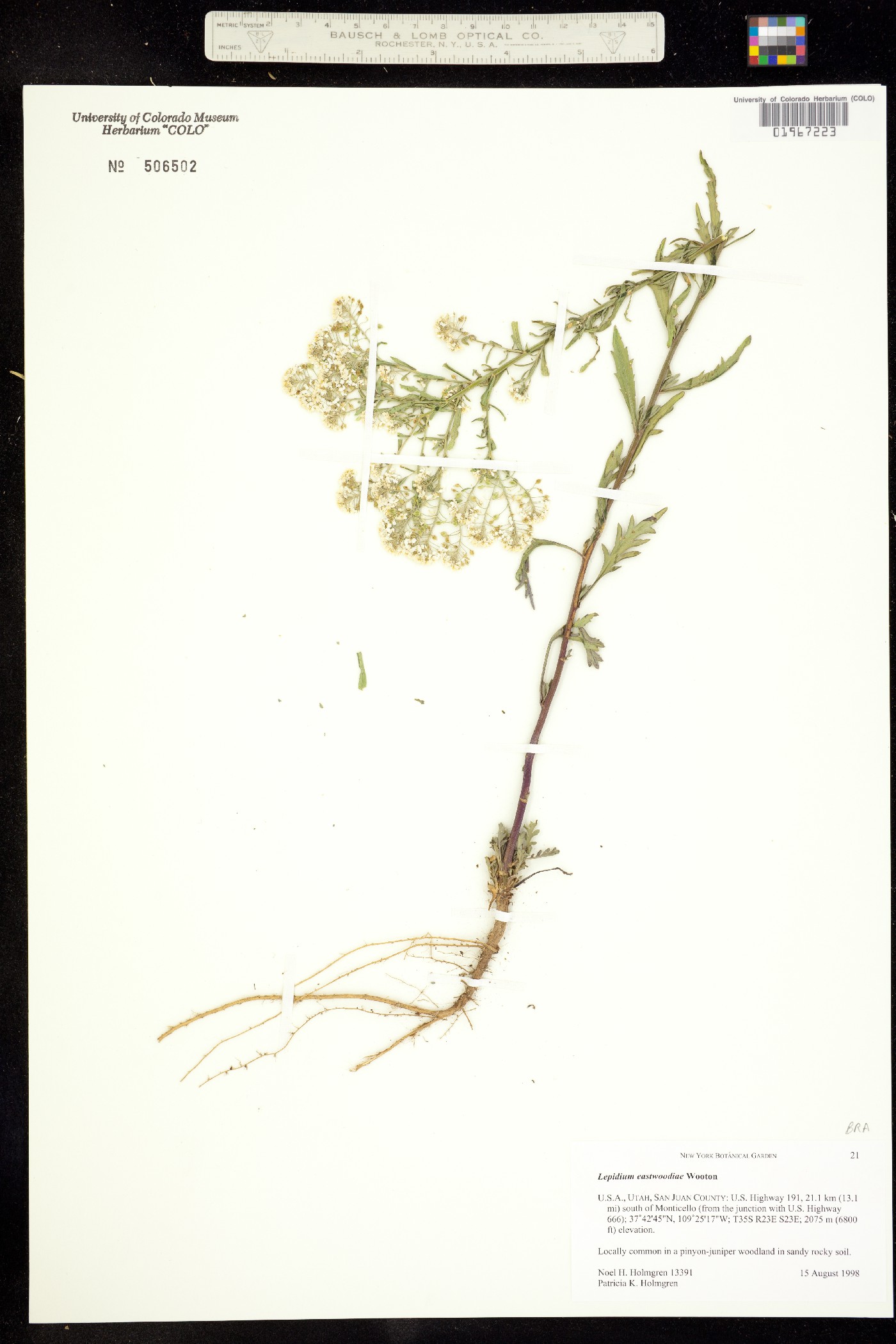 Lepidium eastwoodiae image
