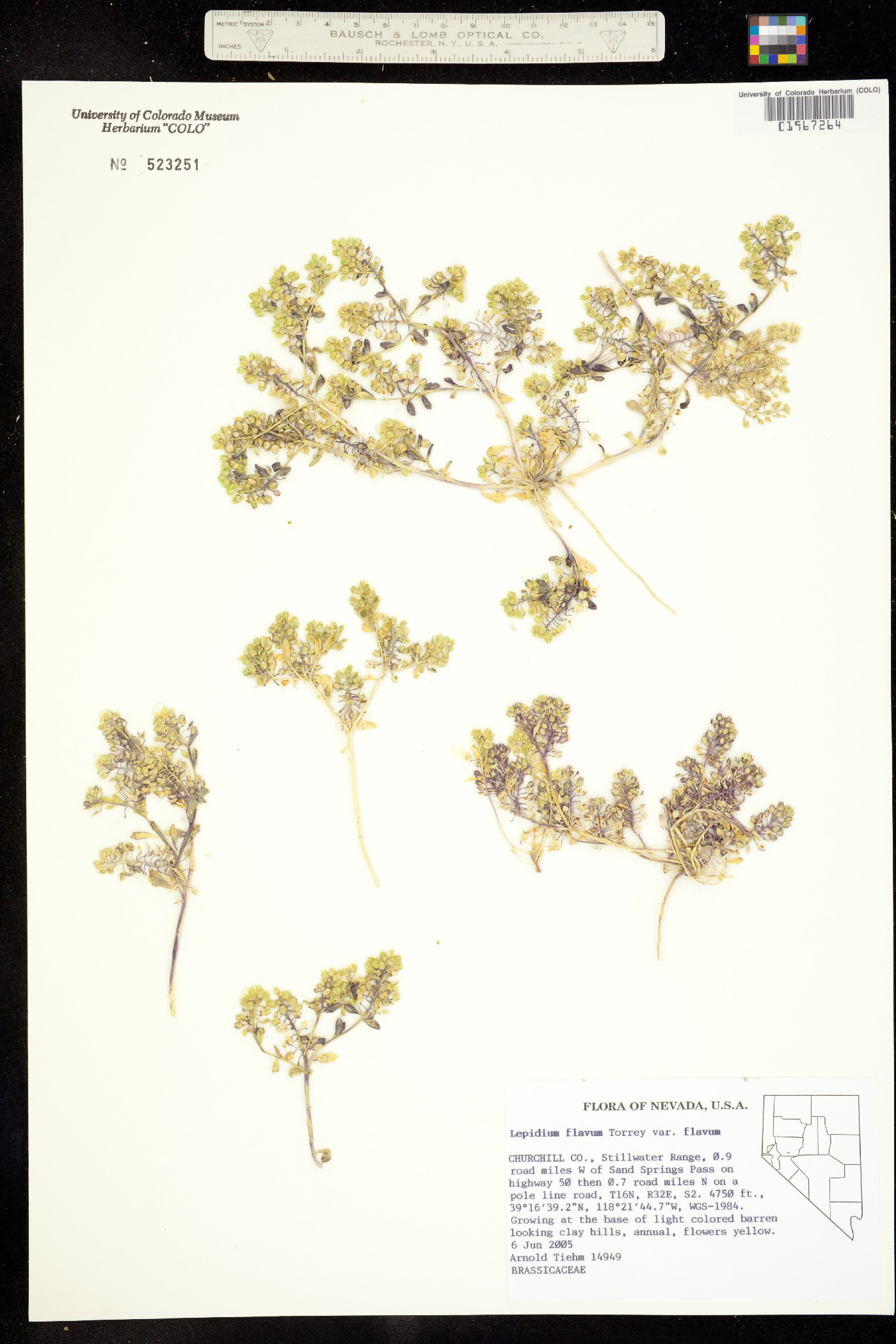 Lepidium flavum image