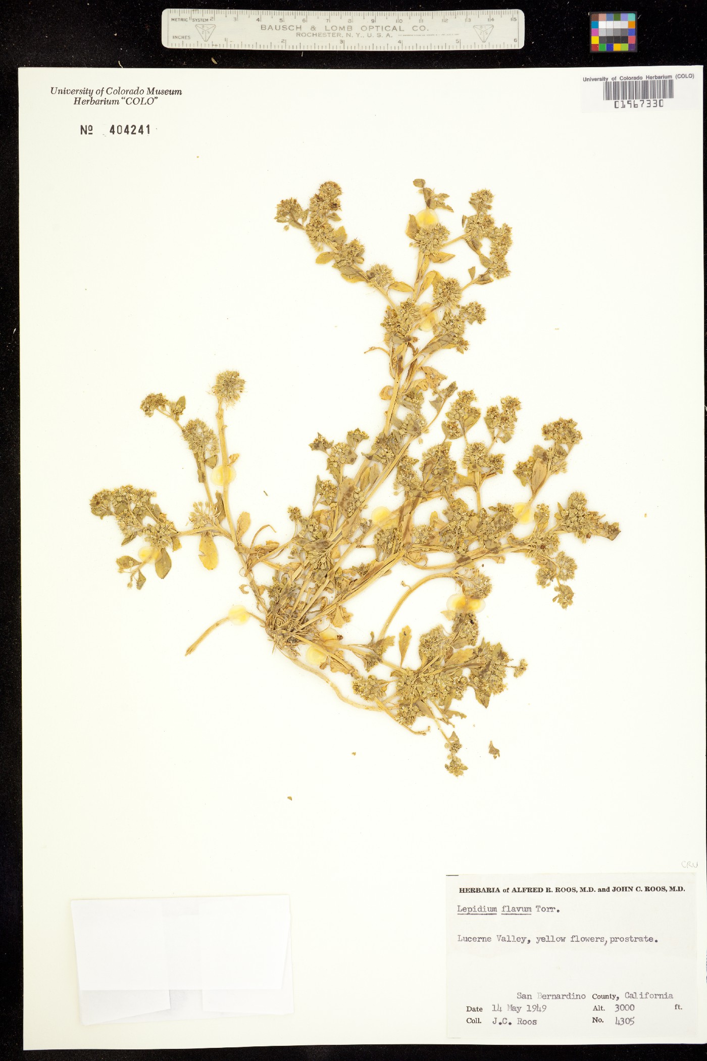 Lepidium flavum image