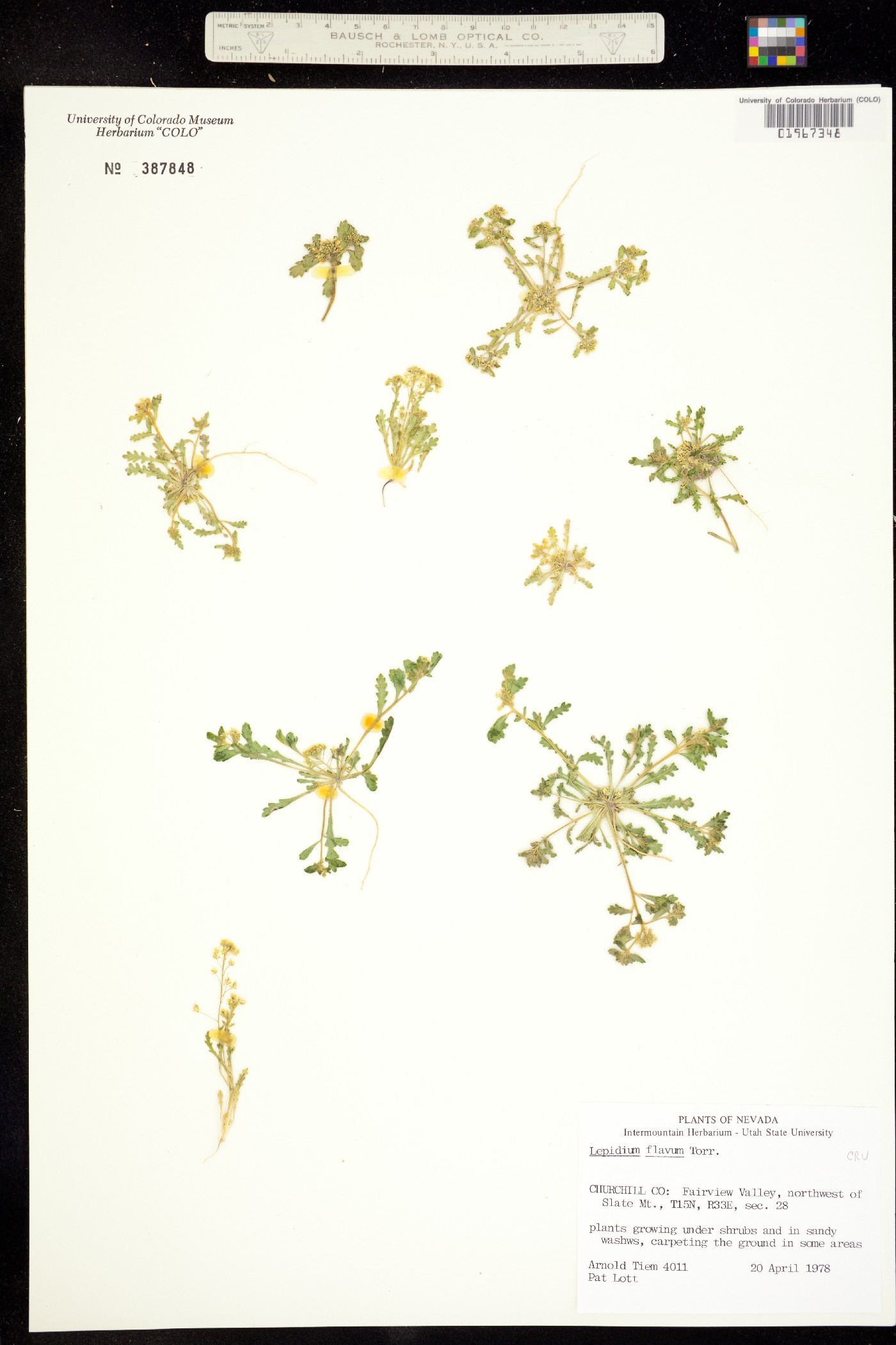 Lepidium flavum image