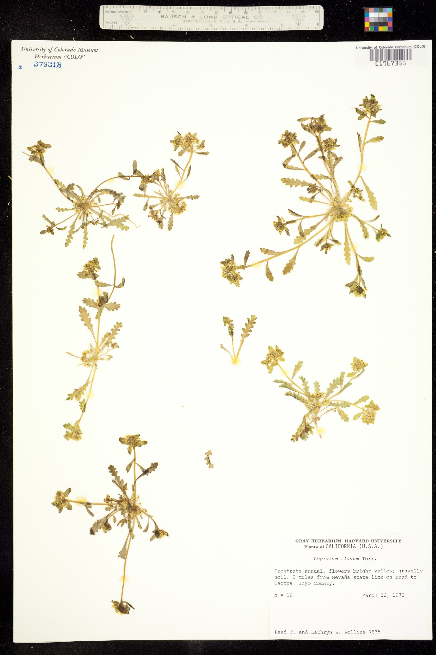 Lepidium flavum image