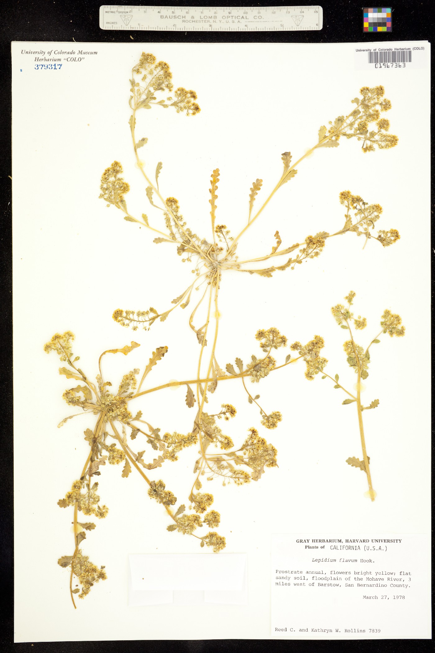 Lepidium flavum image