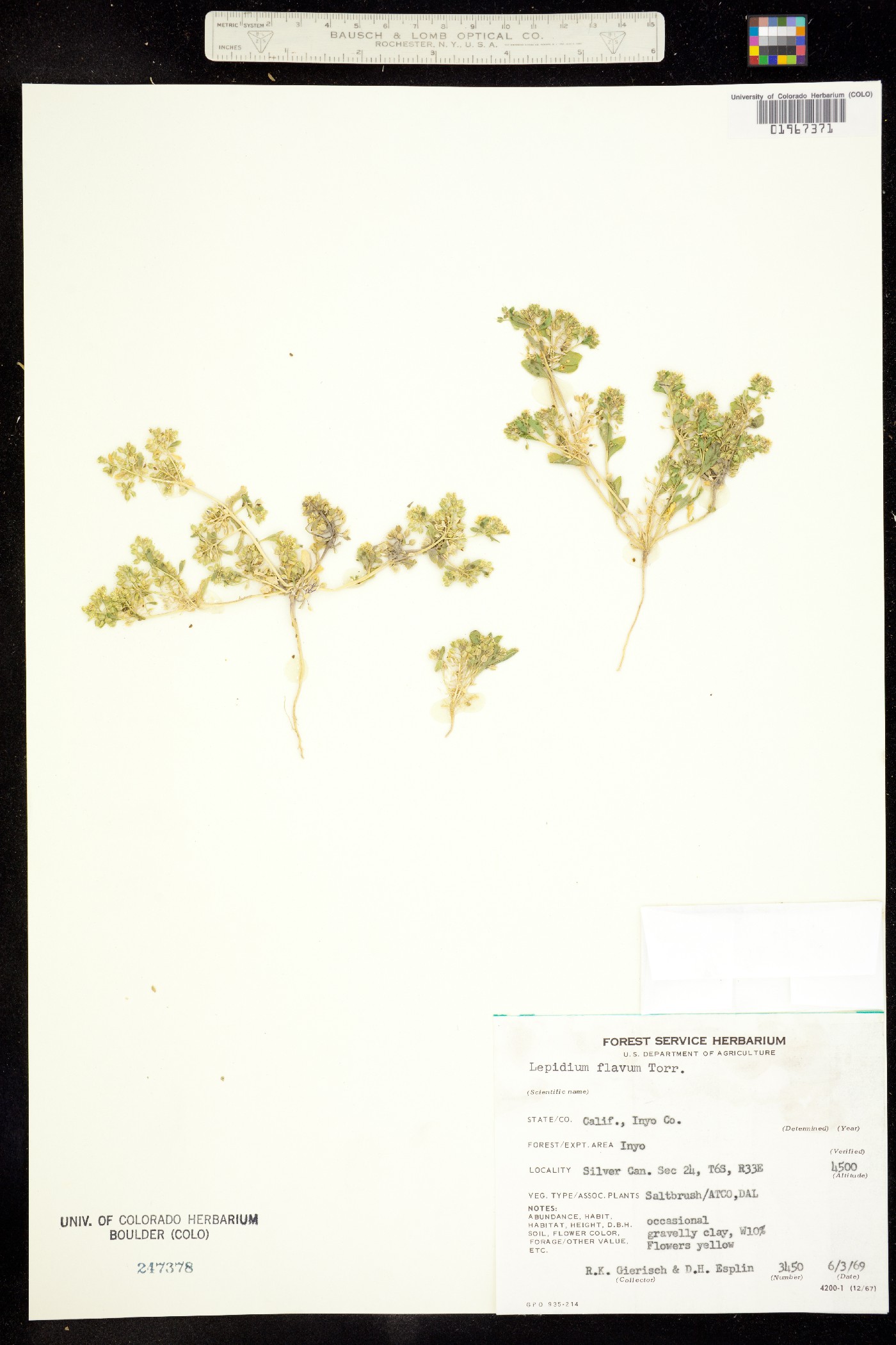 Lepidium flavum image