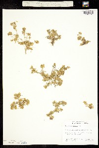 Lepidium flavum image