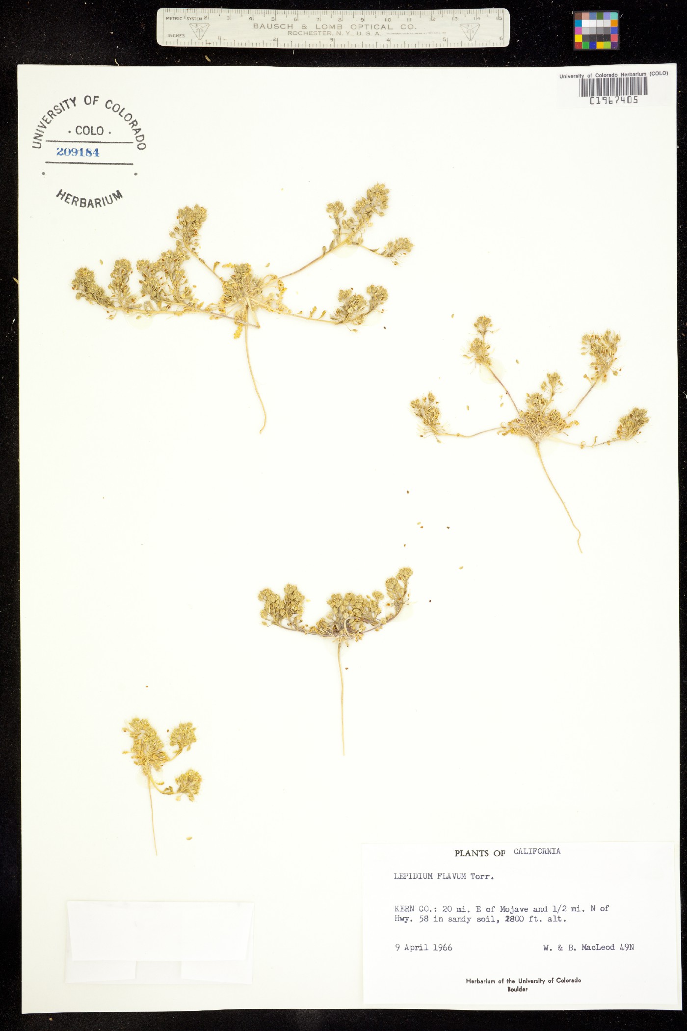 Lepidium flavum image