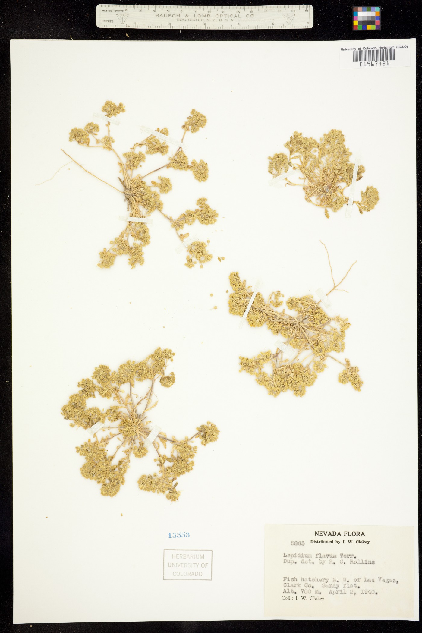 Lepidium flavum image