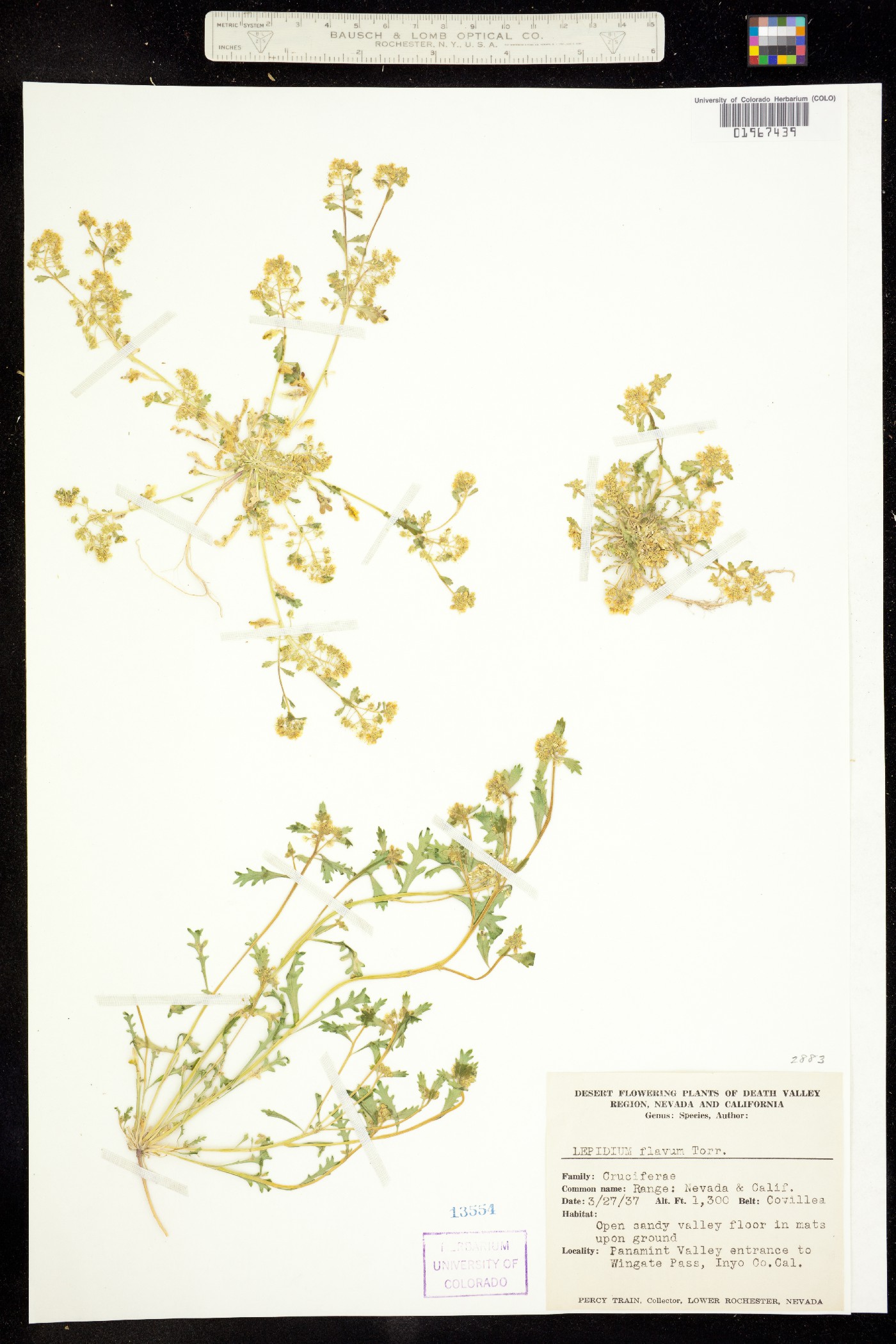 Lepidium flavum image
