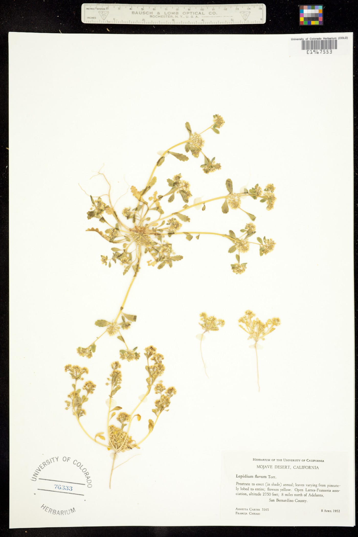 Lepidium flavum image