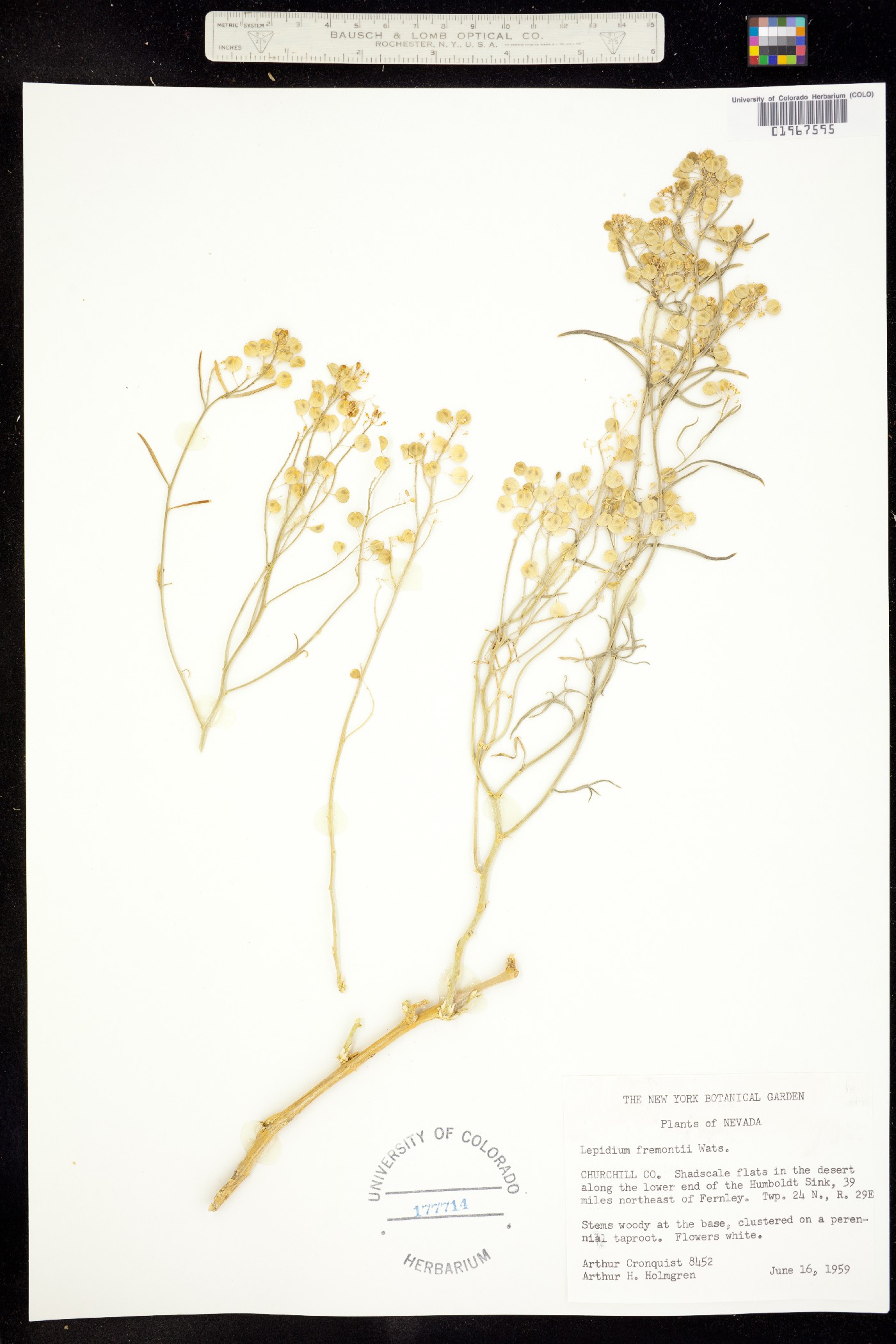 Lepidium fremontii image