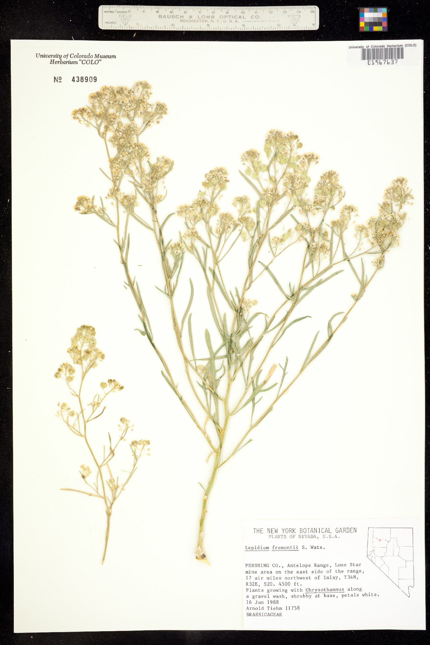 Lepidium fremontii image