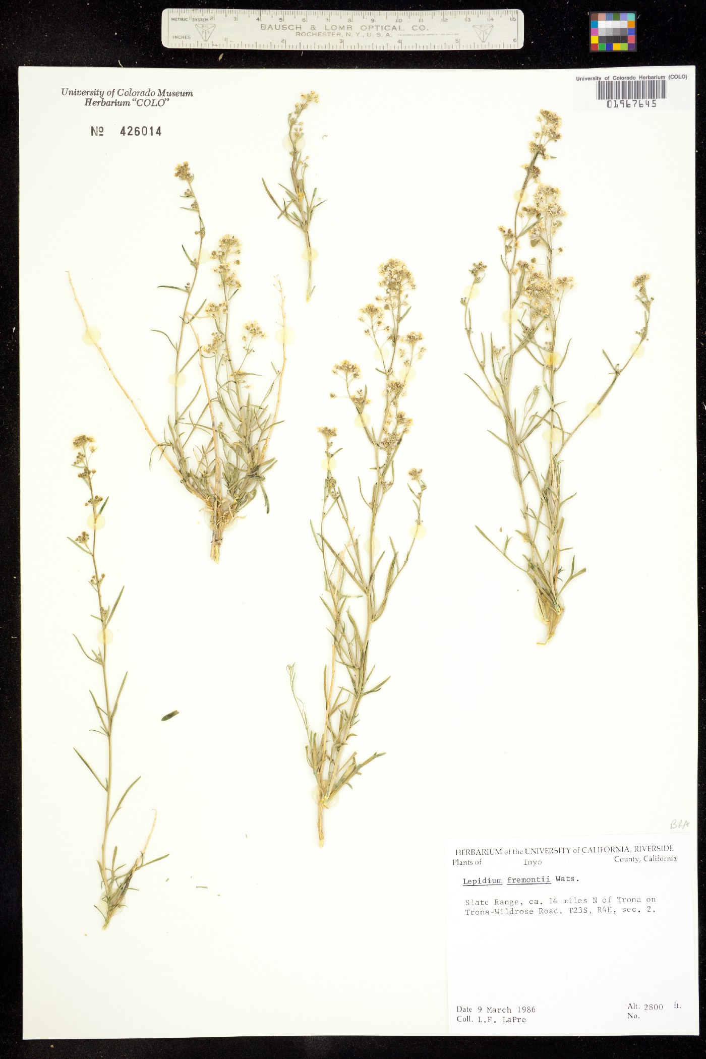 Lepidium fremontii image