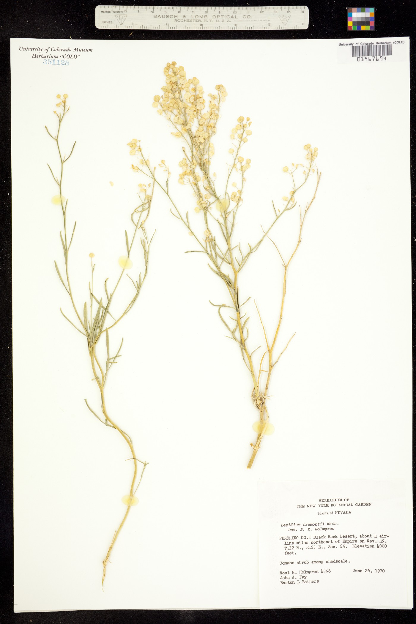 Lepidium fremontii image