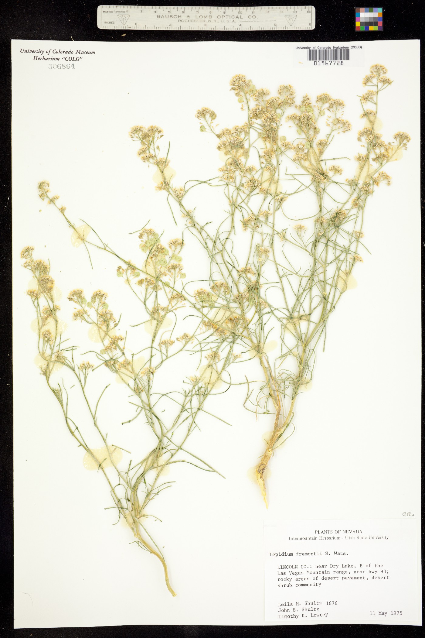 Lepidium fremontii image