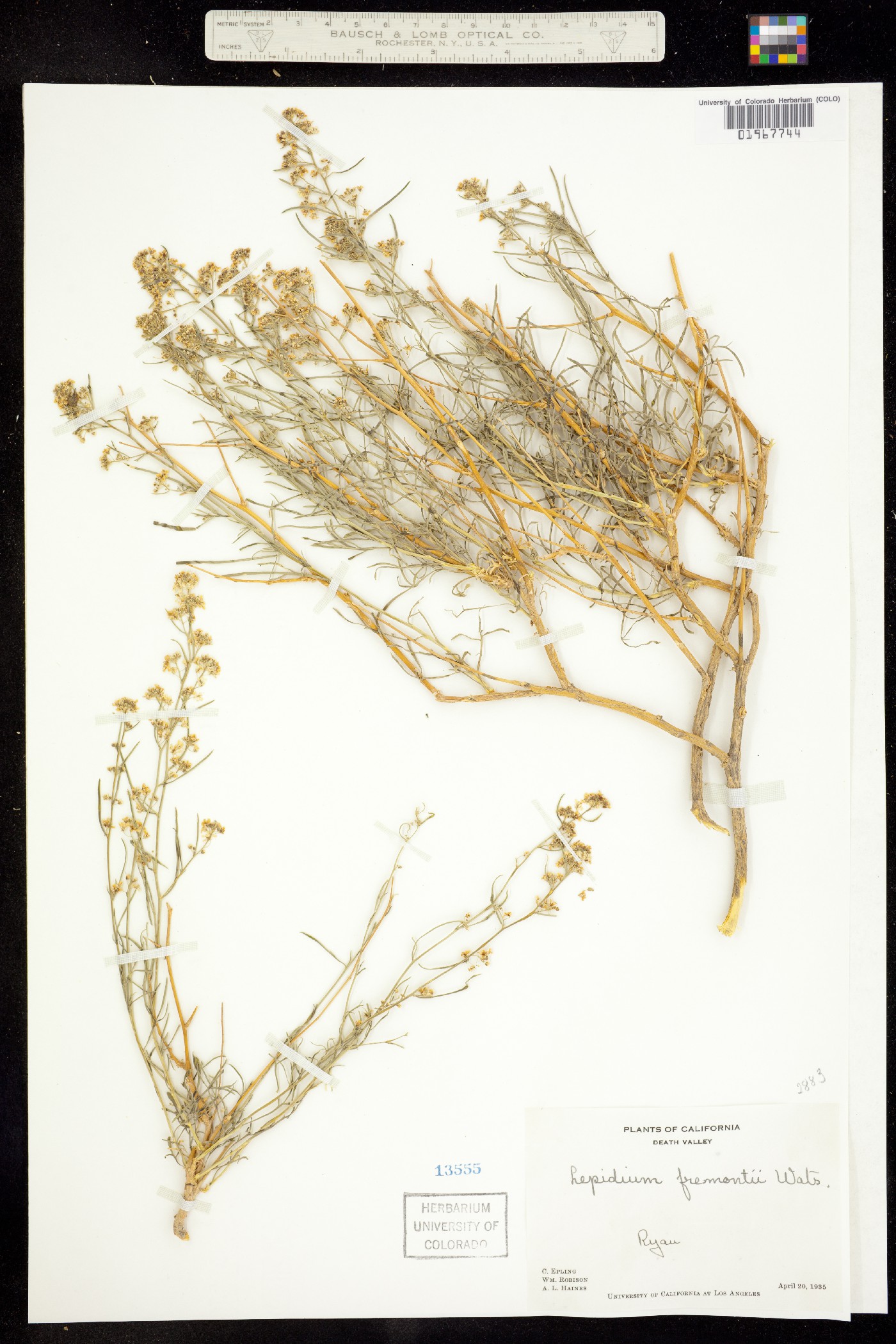 Lepidium fremontii image