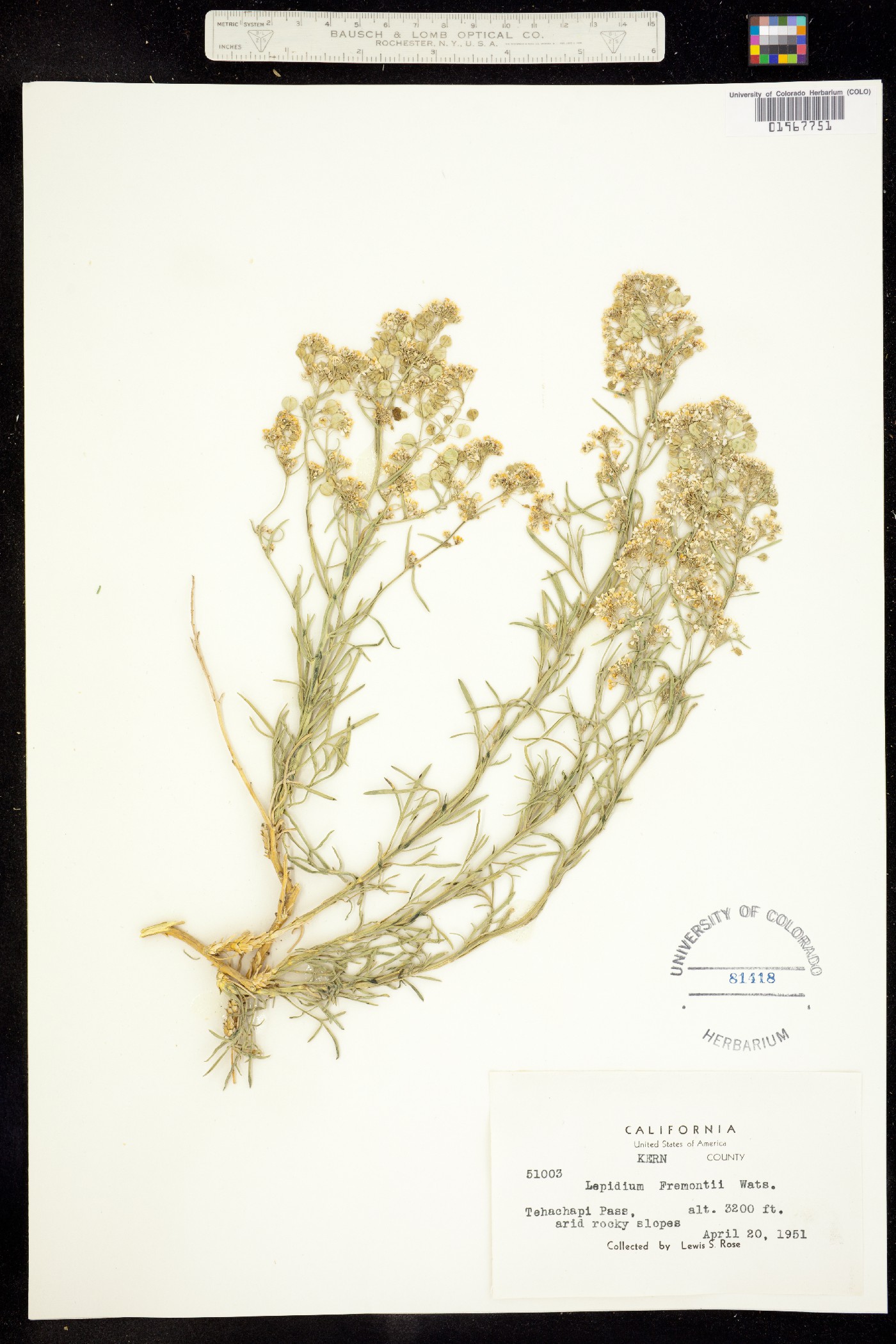 Lepidium fremontii image