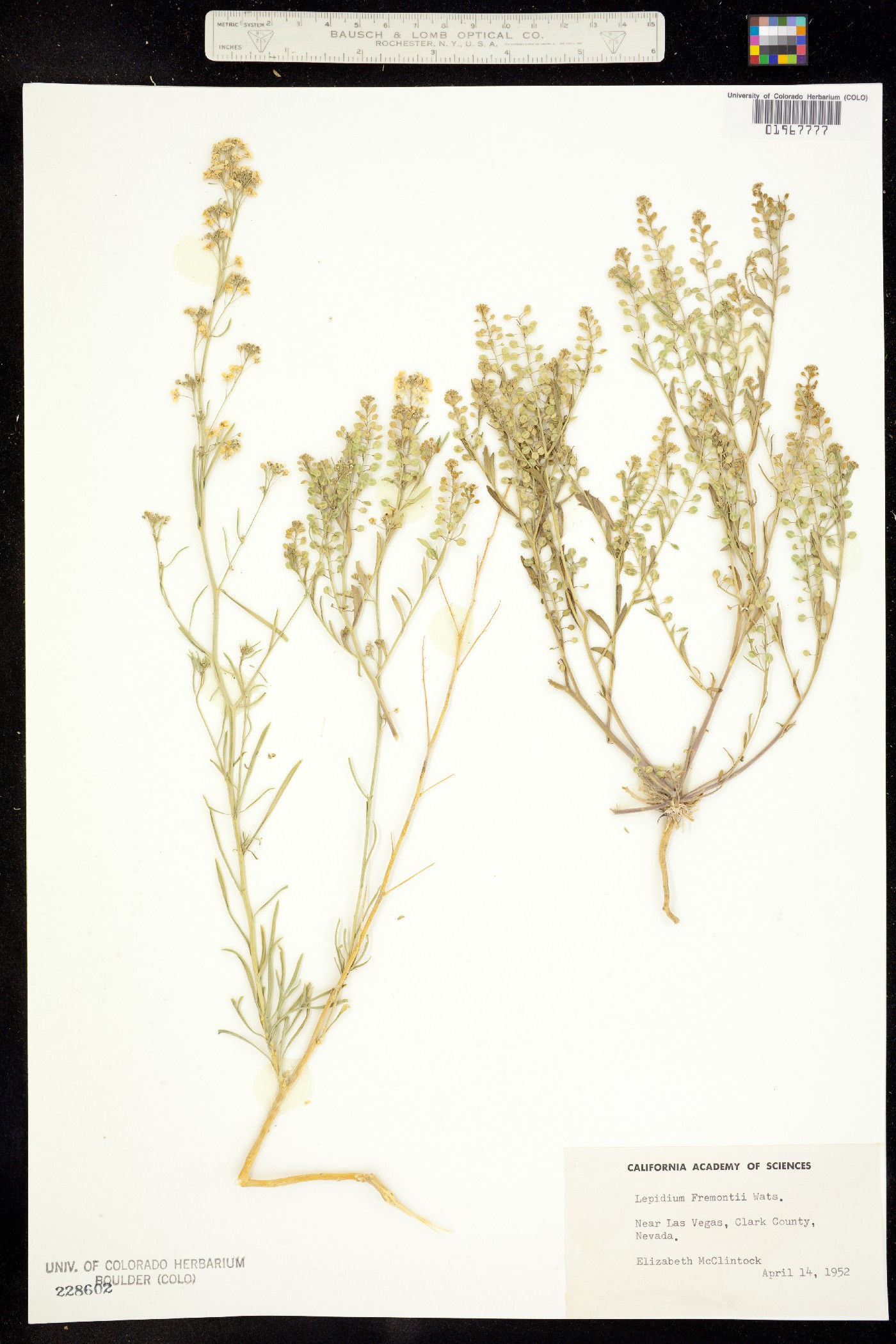 Lepidium fremontii image