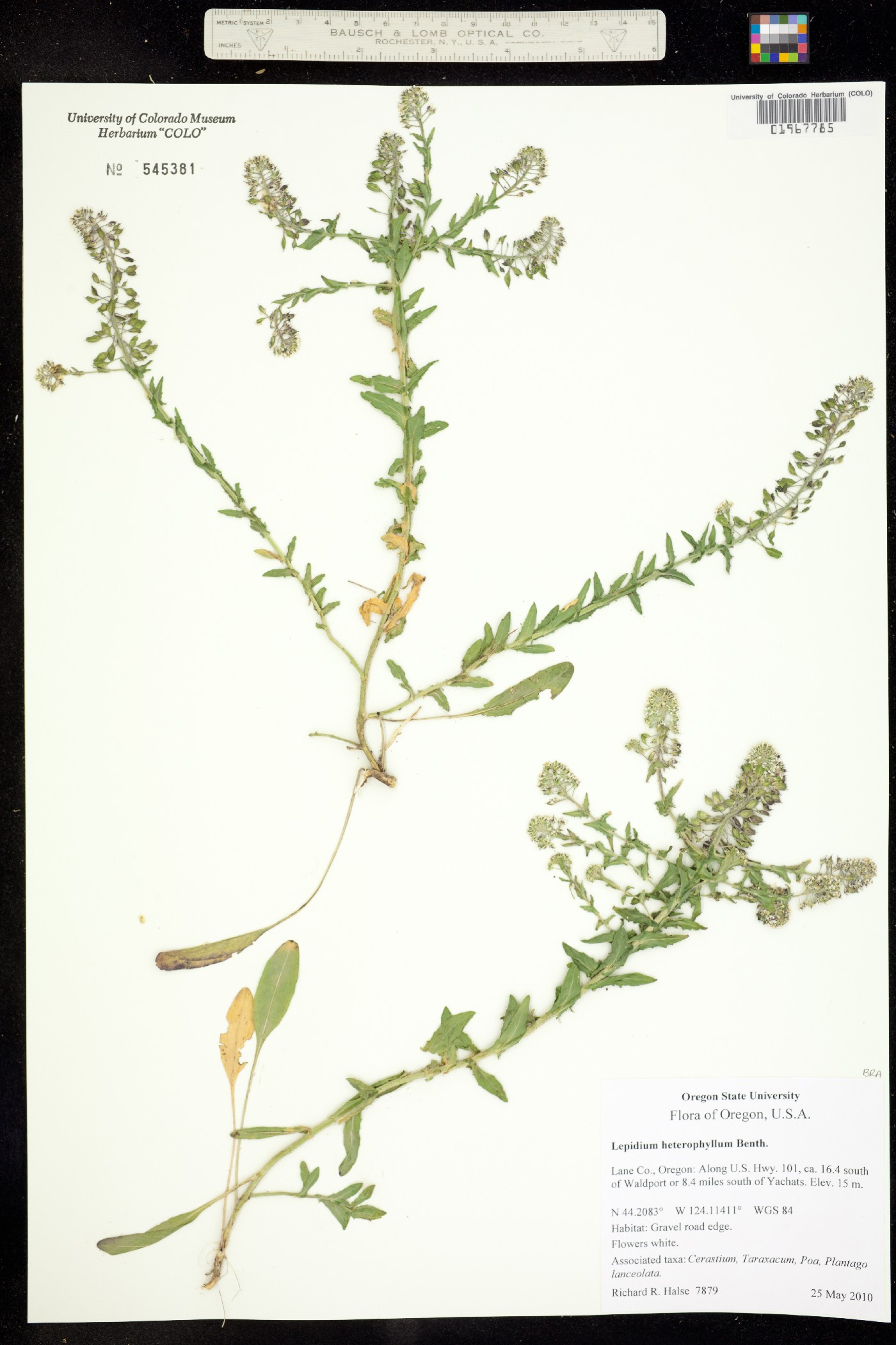 Lepidium heterophyllum image