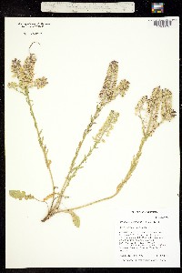 Lepidium heterophyllum image