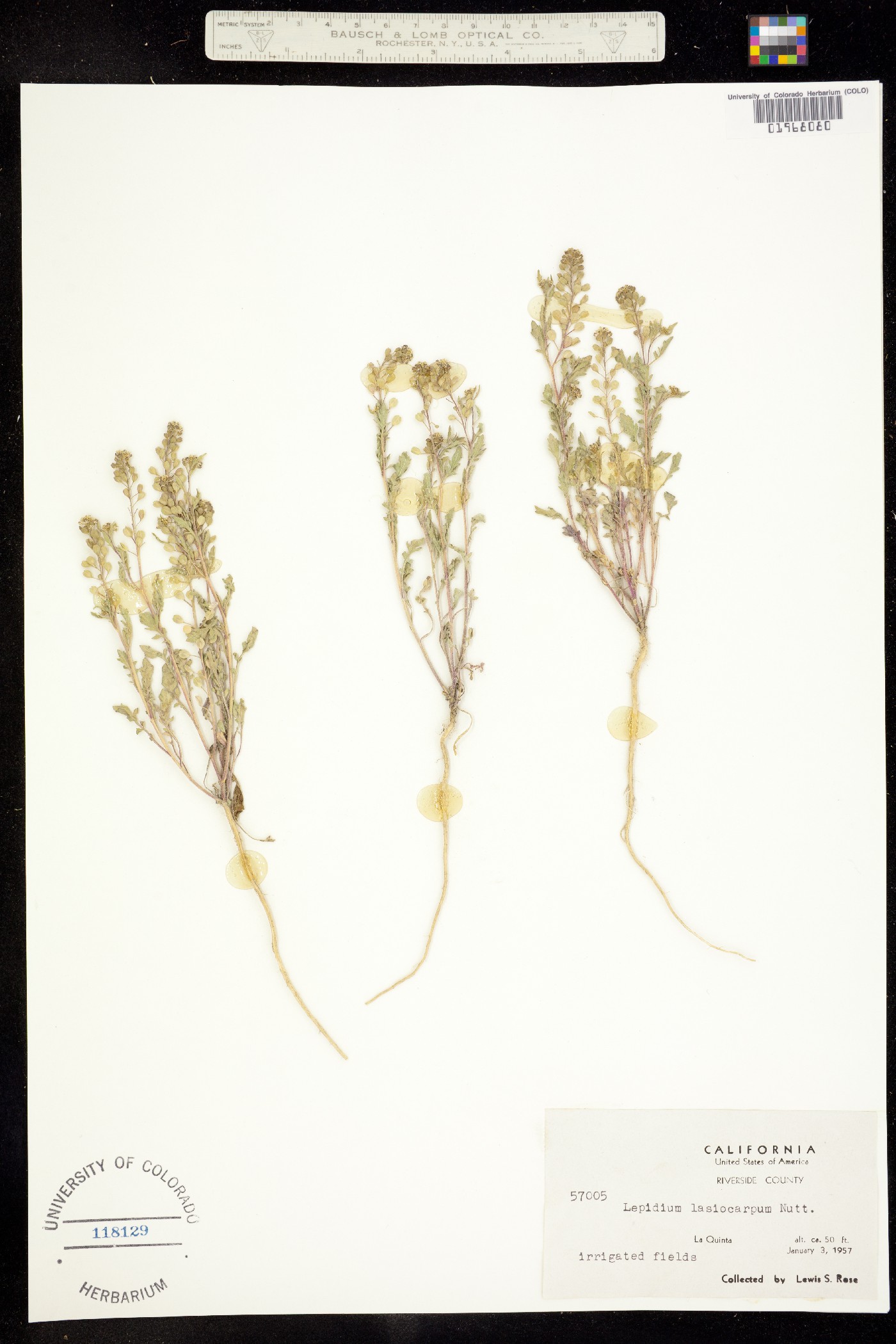 Lepidium lasiocarpum image