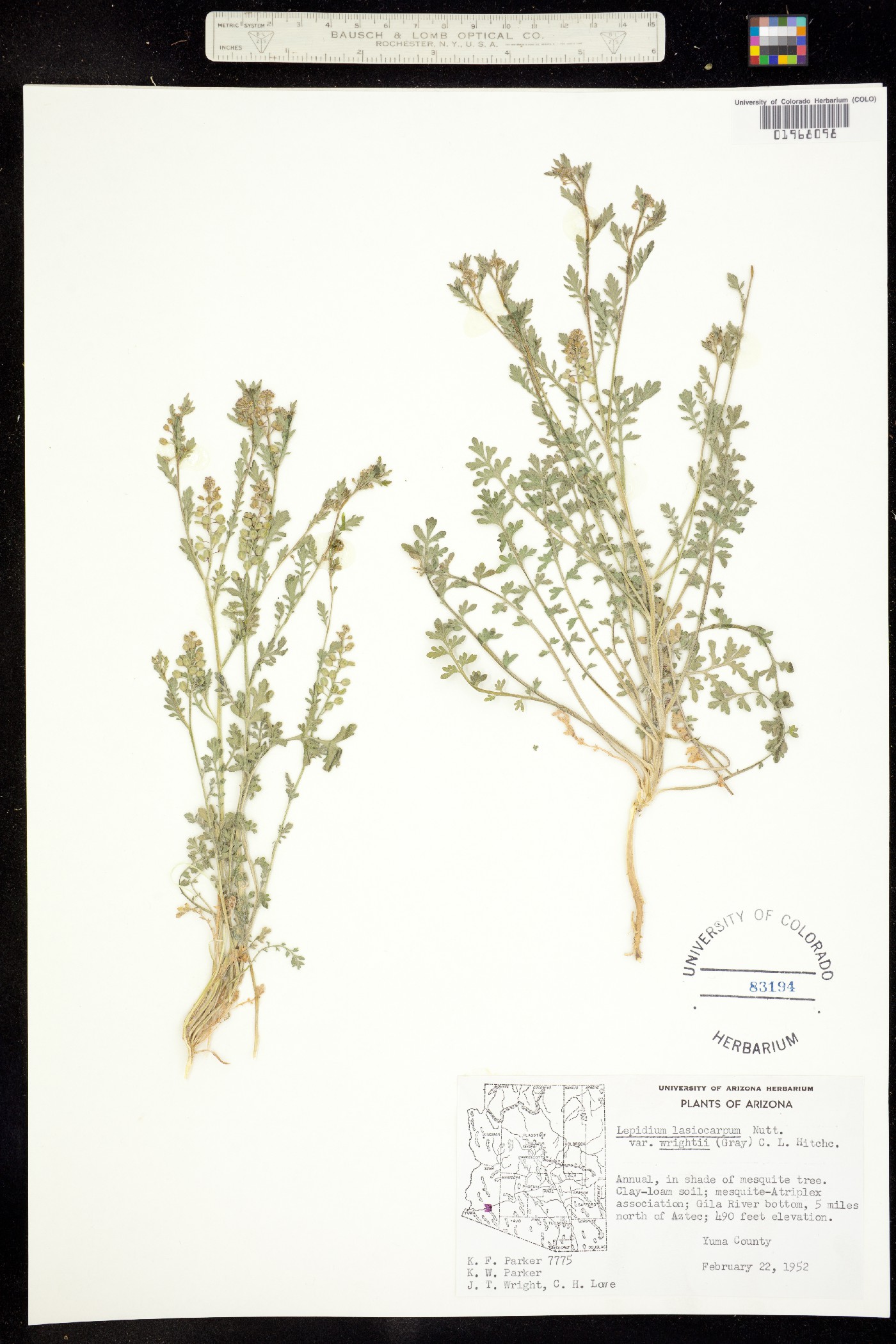 Lepidium lasiocarpum image