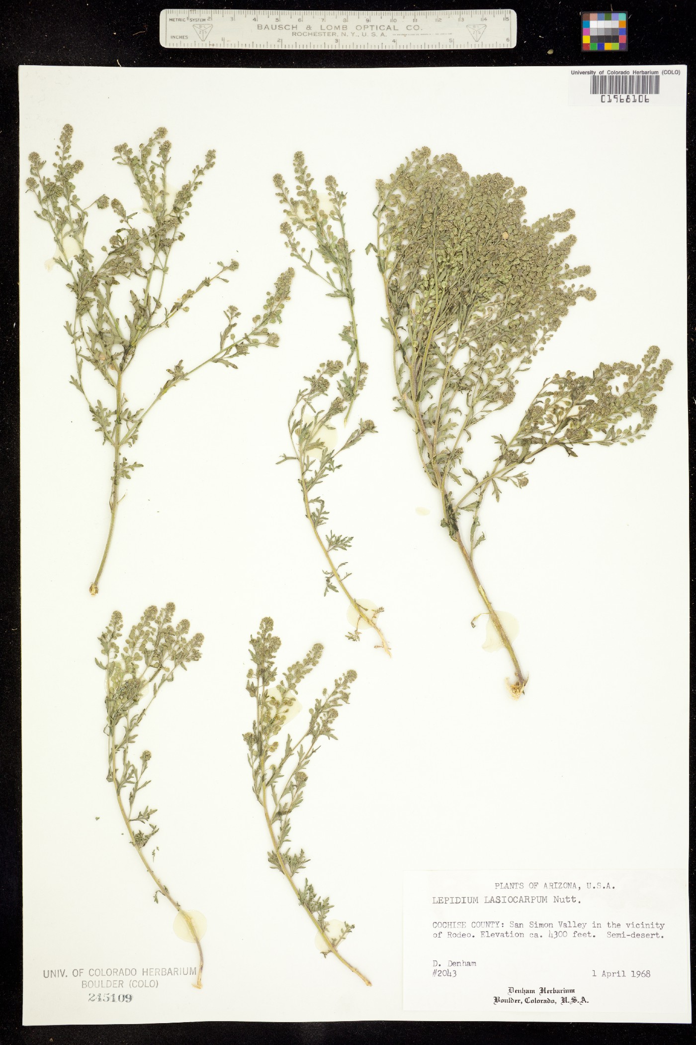 Lepidium lasiocarpum image