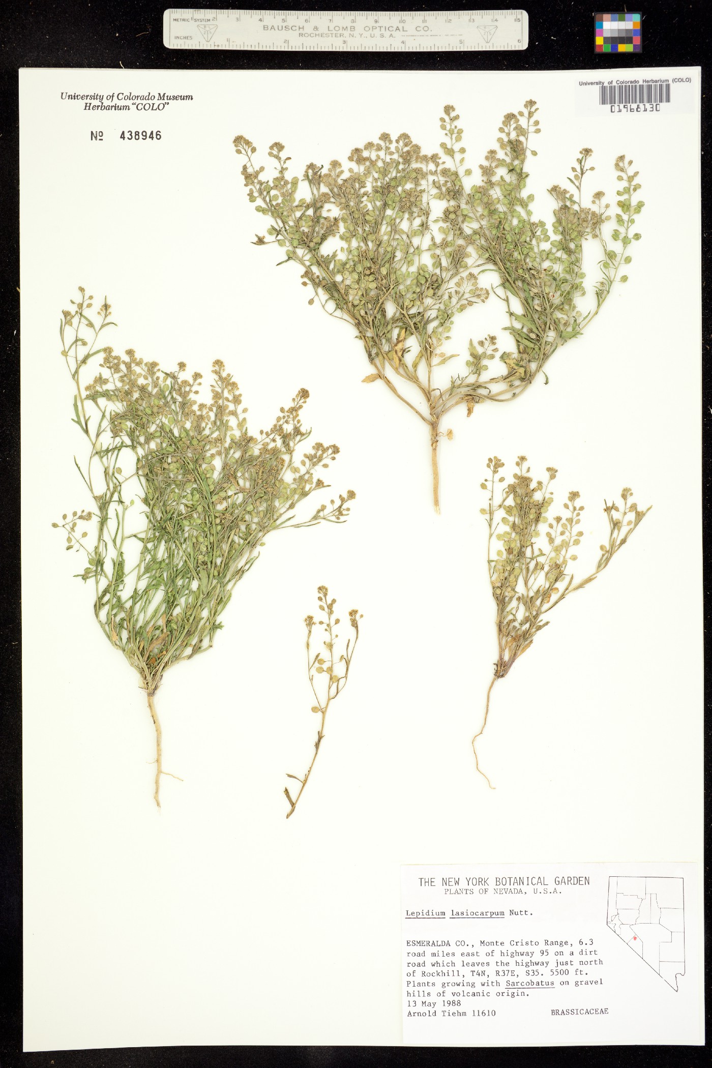 Lepidium lasiocarpum image