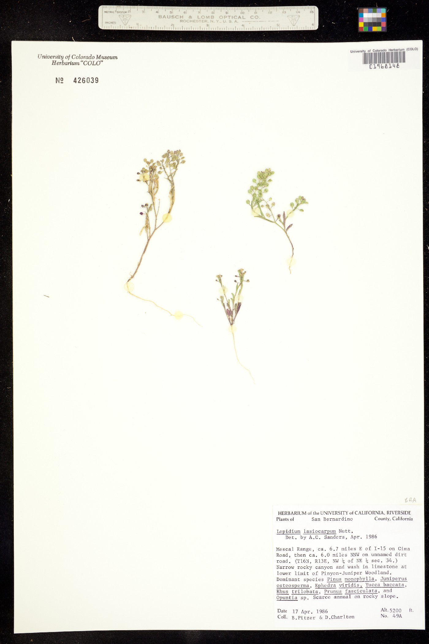 Lepidium lasiocarpum image