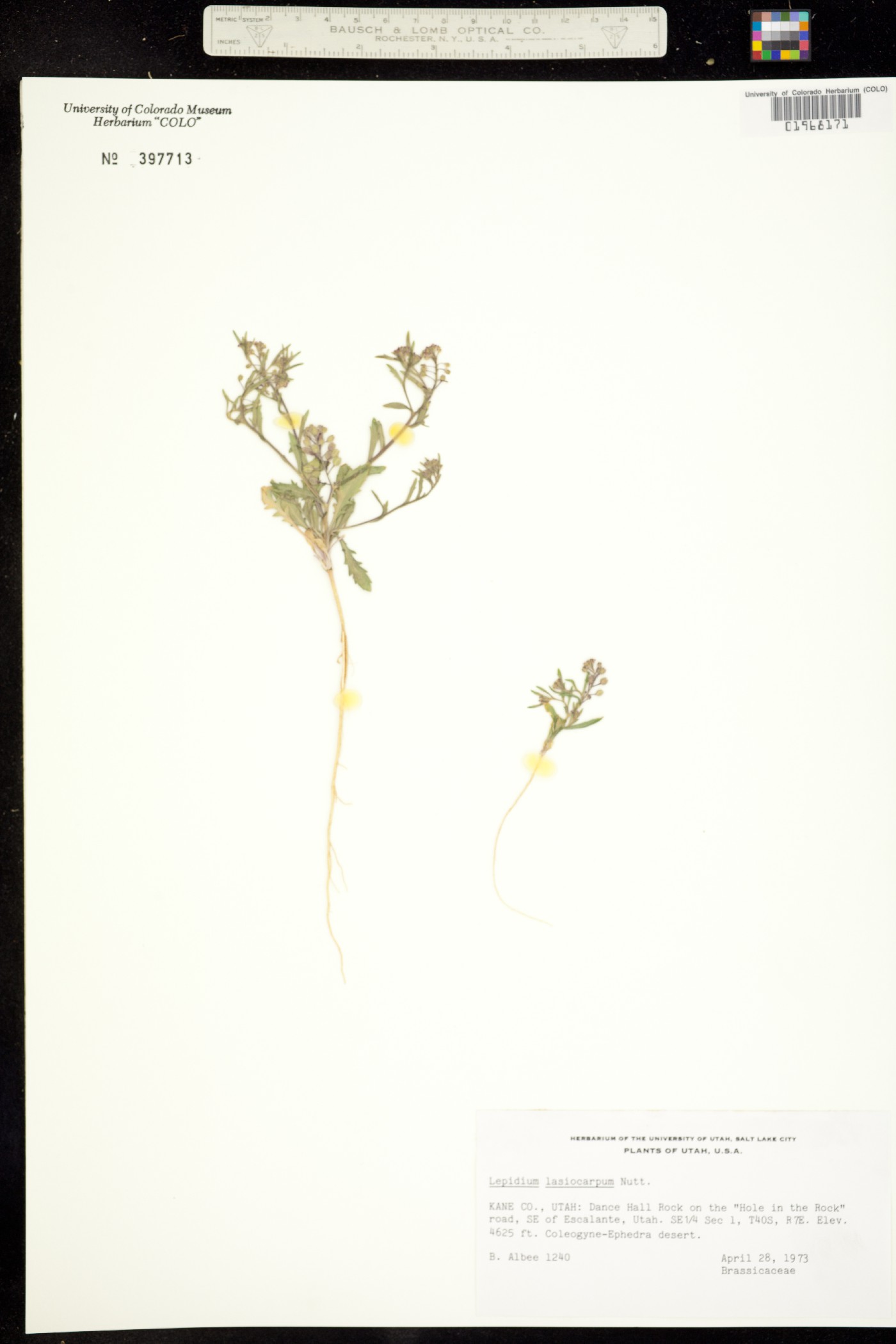 Lepidium lasiocarpum image