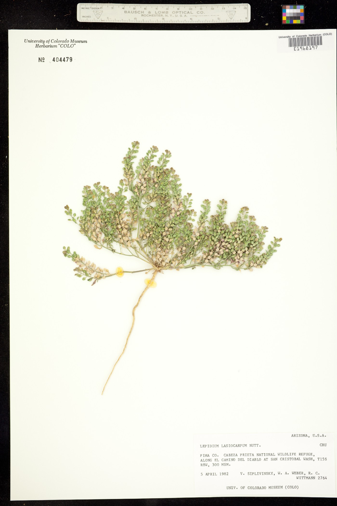 Lepidium lasiocarpum image