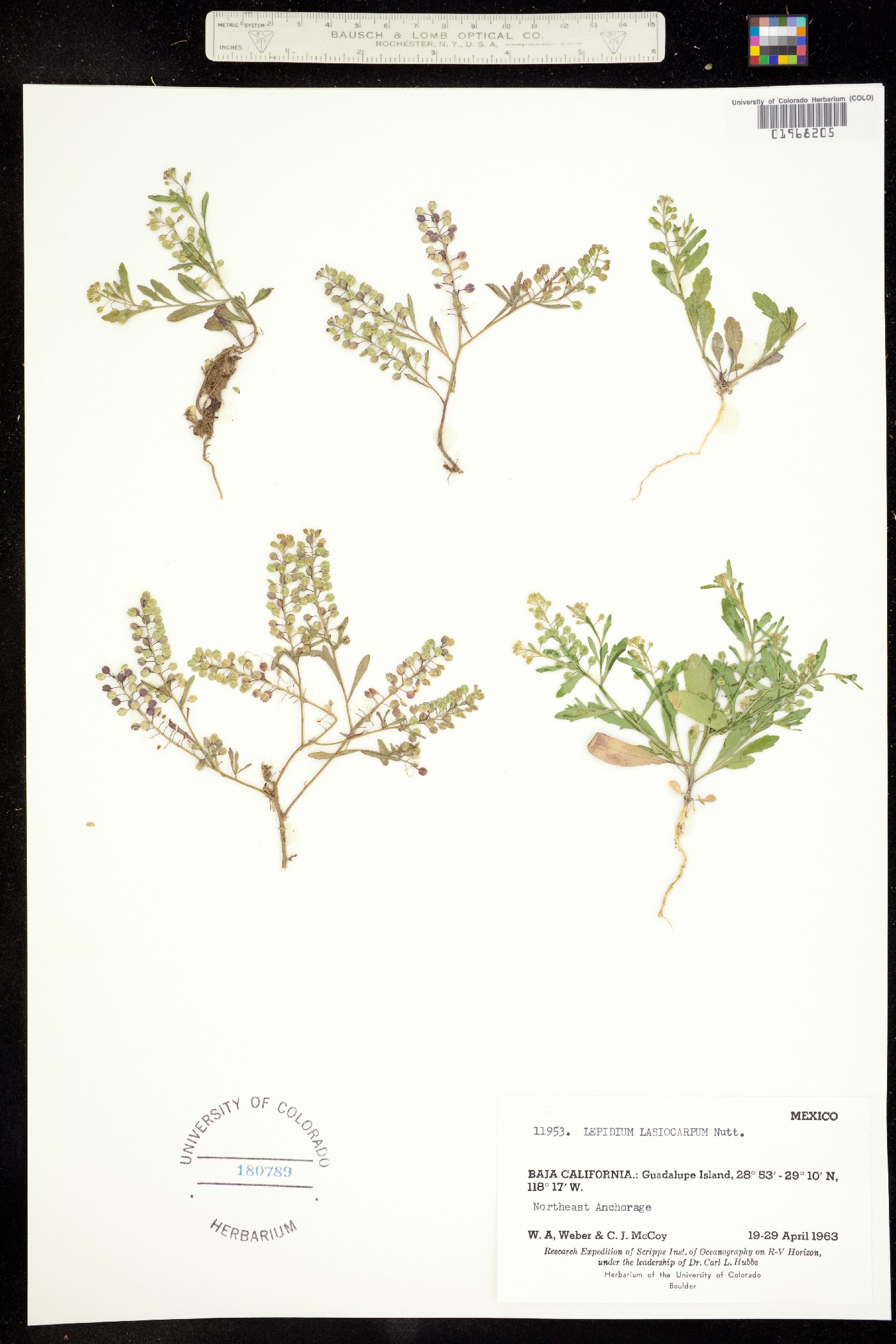 Lepidium lasiocarpum image